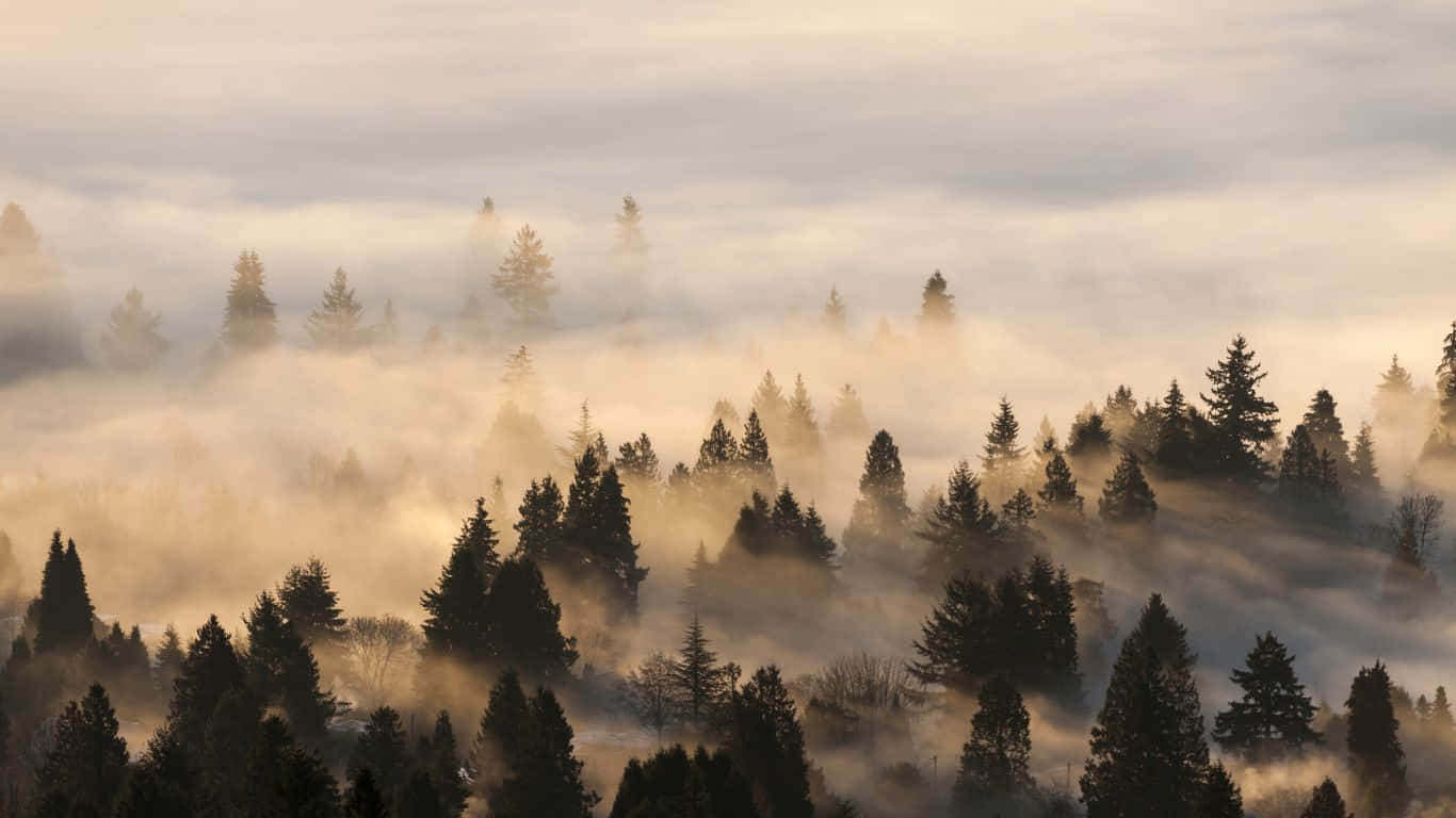 1366X768 背景 — 1366X768 壁紙