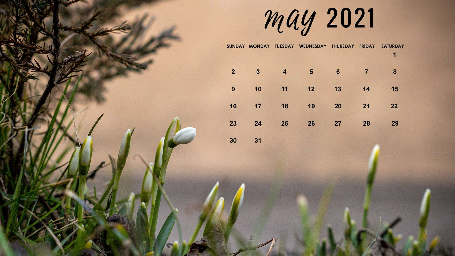 May 桌布 壁紙 — 2021年5月的日曆疊加在早春萌芽的雪花蓮和松枝的柔焦照片上。
