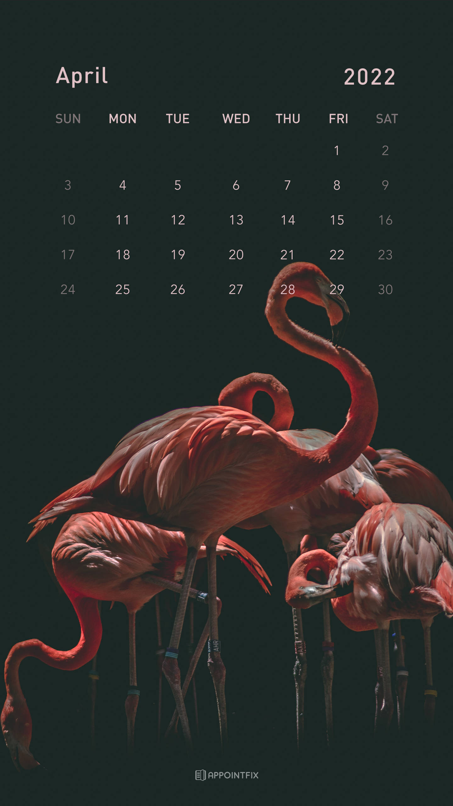 火鶴 桌布 壁紙 — 2022年4月的月曆以優雅的粉紅色火烈鳥為特色，背景為深色，光線柔和。