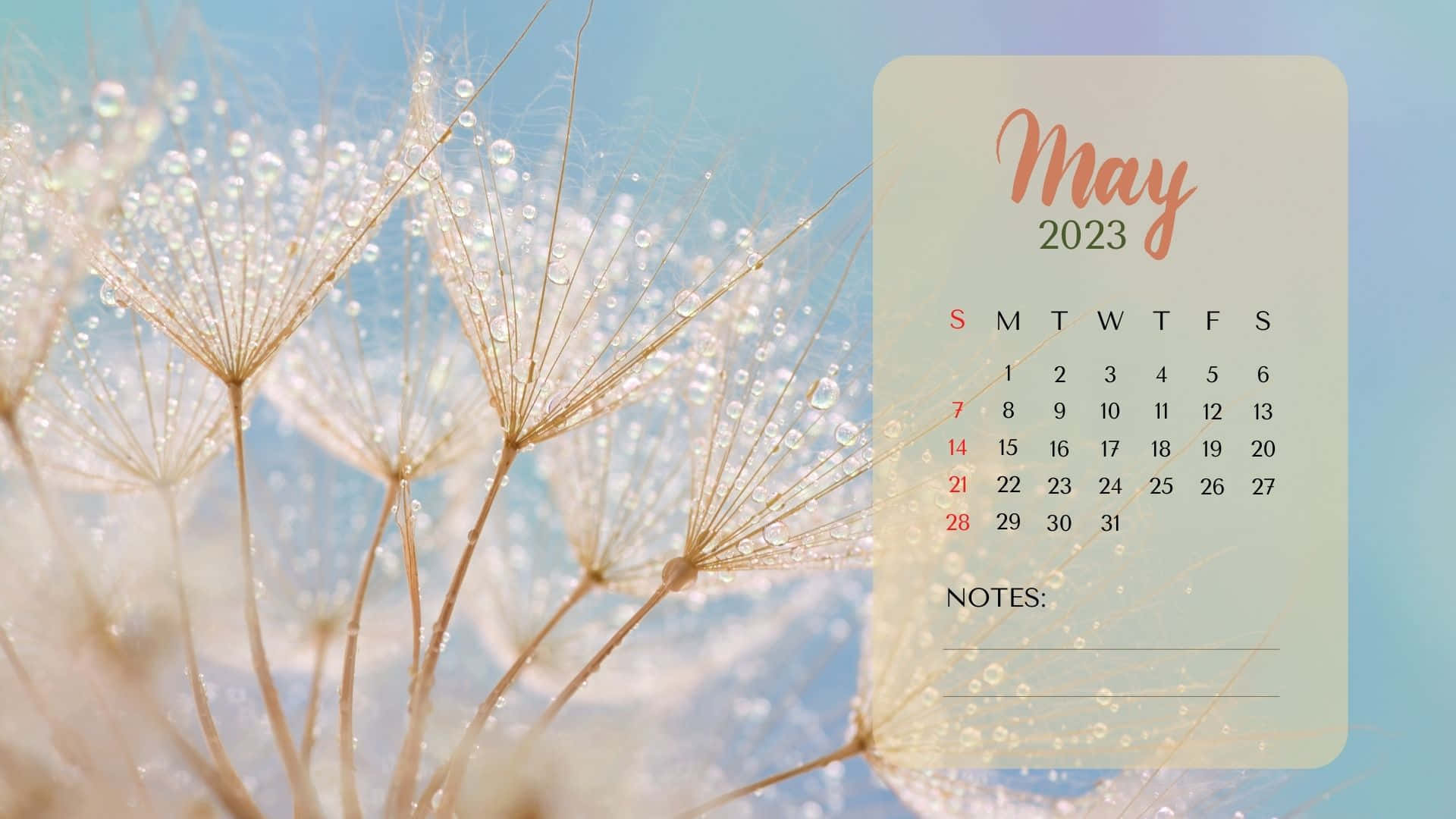 May 2023 Calendar 桌布 壁紙 — 2023年5月的日曆漂浮在沾滿露水的蒲公英絨毛旁邊，背景是柔和的藍天。