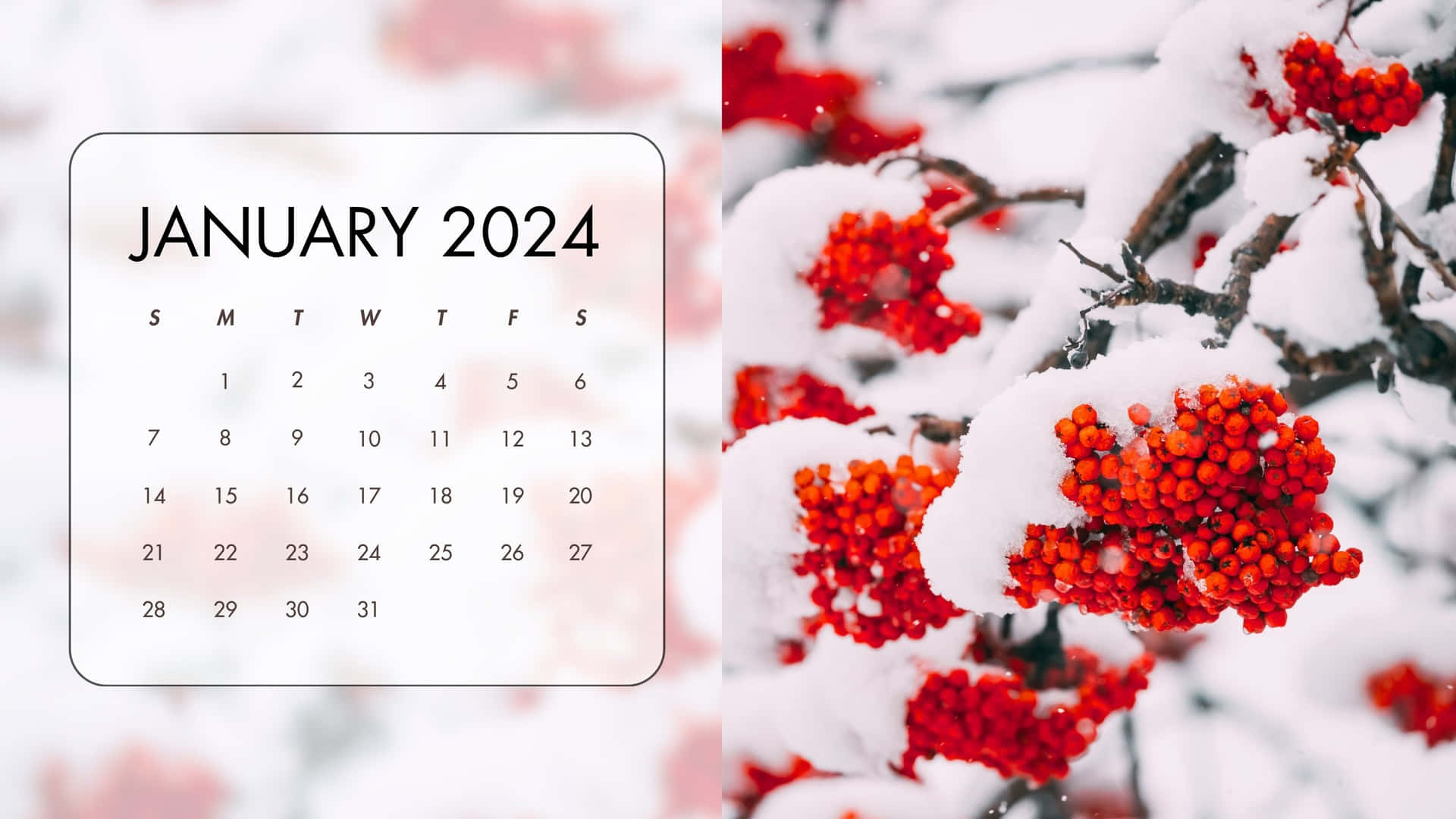  壁紙 — 2024年1月日曆疊加在帶有鮮紅色漿果的雪枝上，背景為柔和的粉紅色模糊背景。