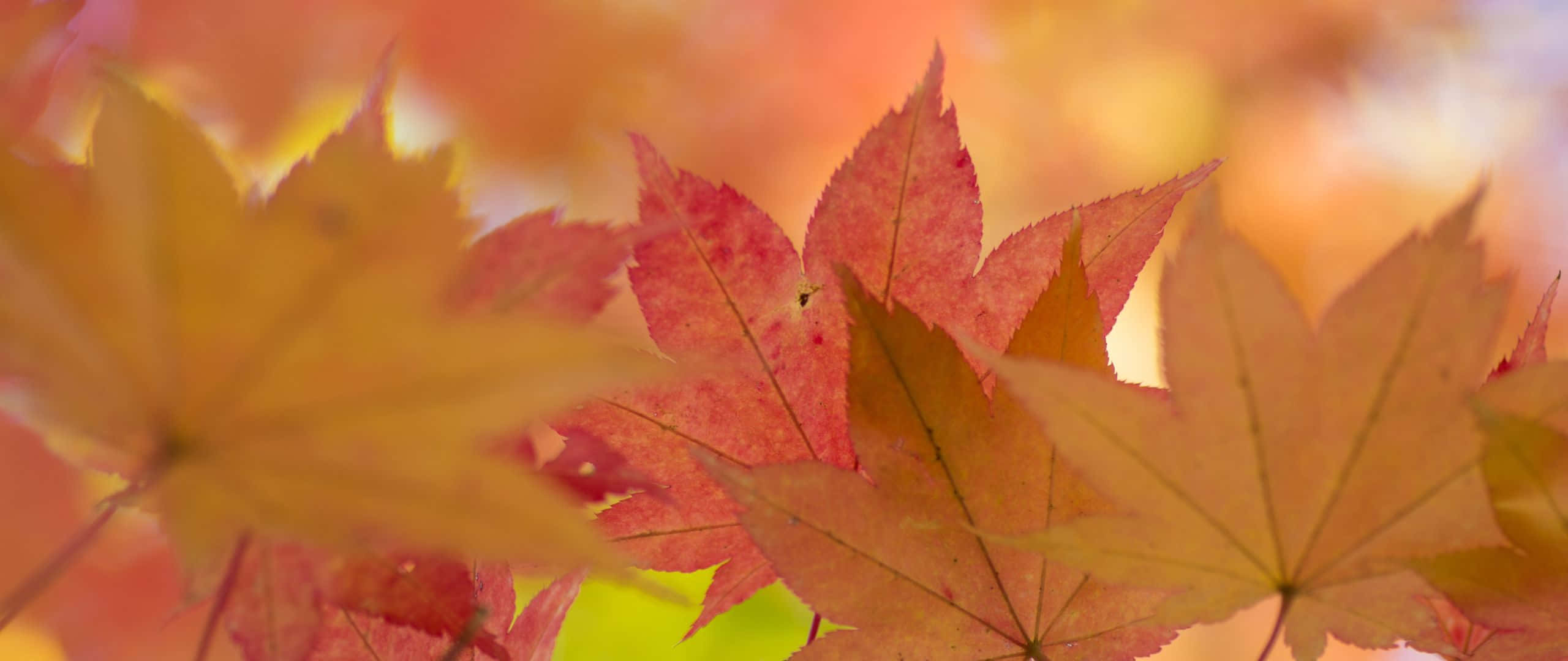 2560X1080 背景 壁紙