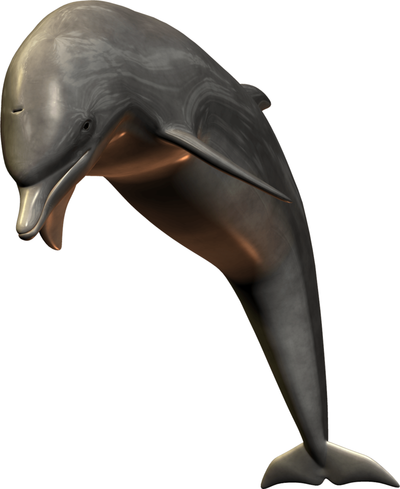 逼真3D海豚模型 壁紙
