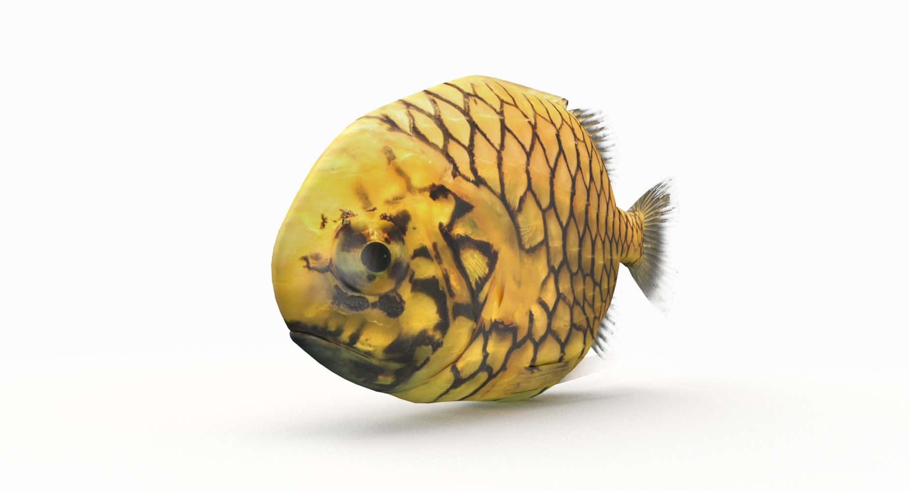  壁紙 — 一條黃色魚的詳細3D渲染圖，帶有黑色鱗片圖案，孤立在白色背景上。
