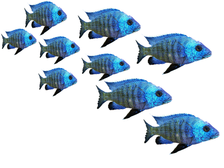 藍色熱帶魚群900x675 壁紙