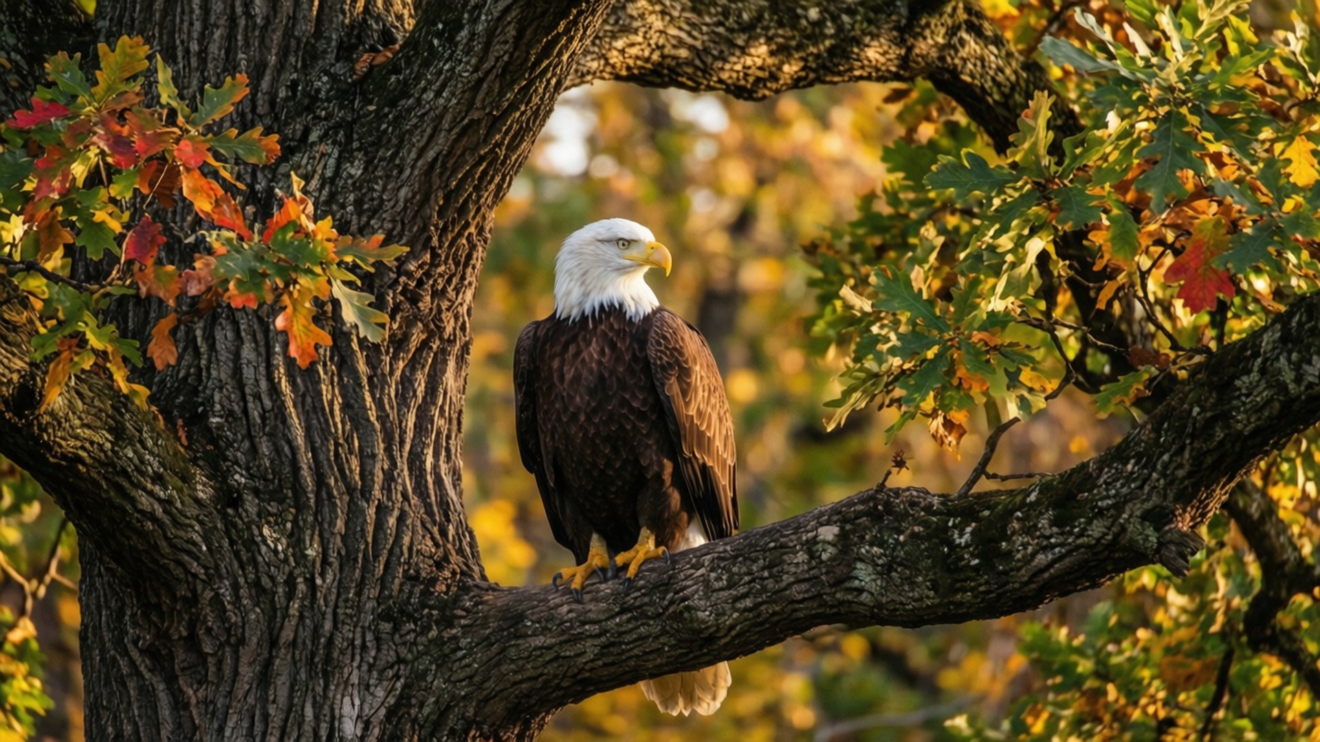 Autumn Eagle 壁紙 — 一隻白頭鷹威風凜凜地棲息在粗樹枝上，周圍是秋葉在溫暖陽光下閃耀。