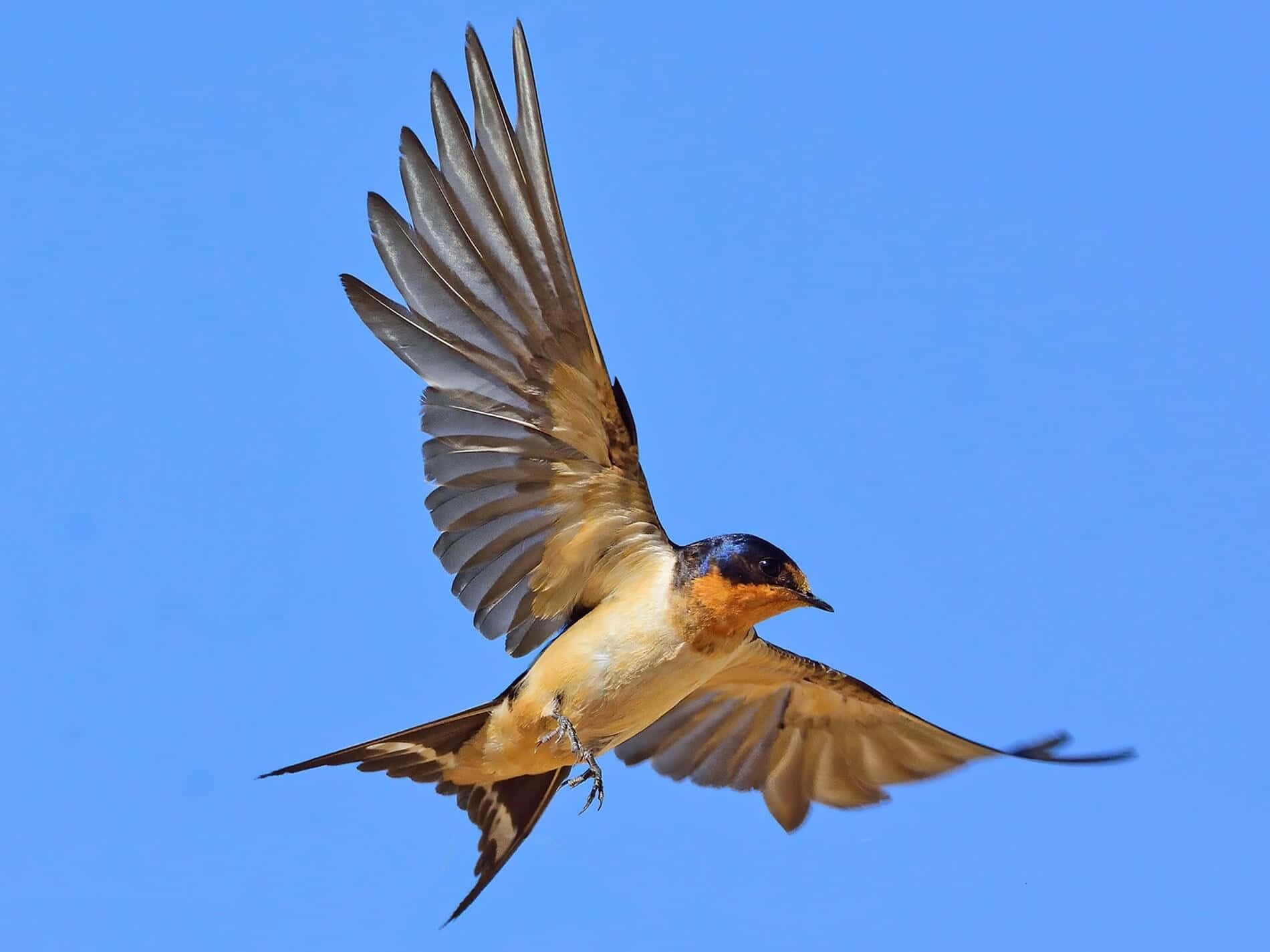 Swallow Bird 桌布 壁紙 — 一隻家燕在清澈的藍天下優雅地翱翔，翅膀完全展開。
