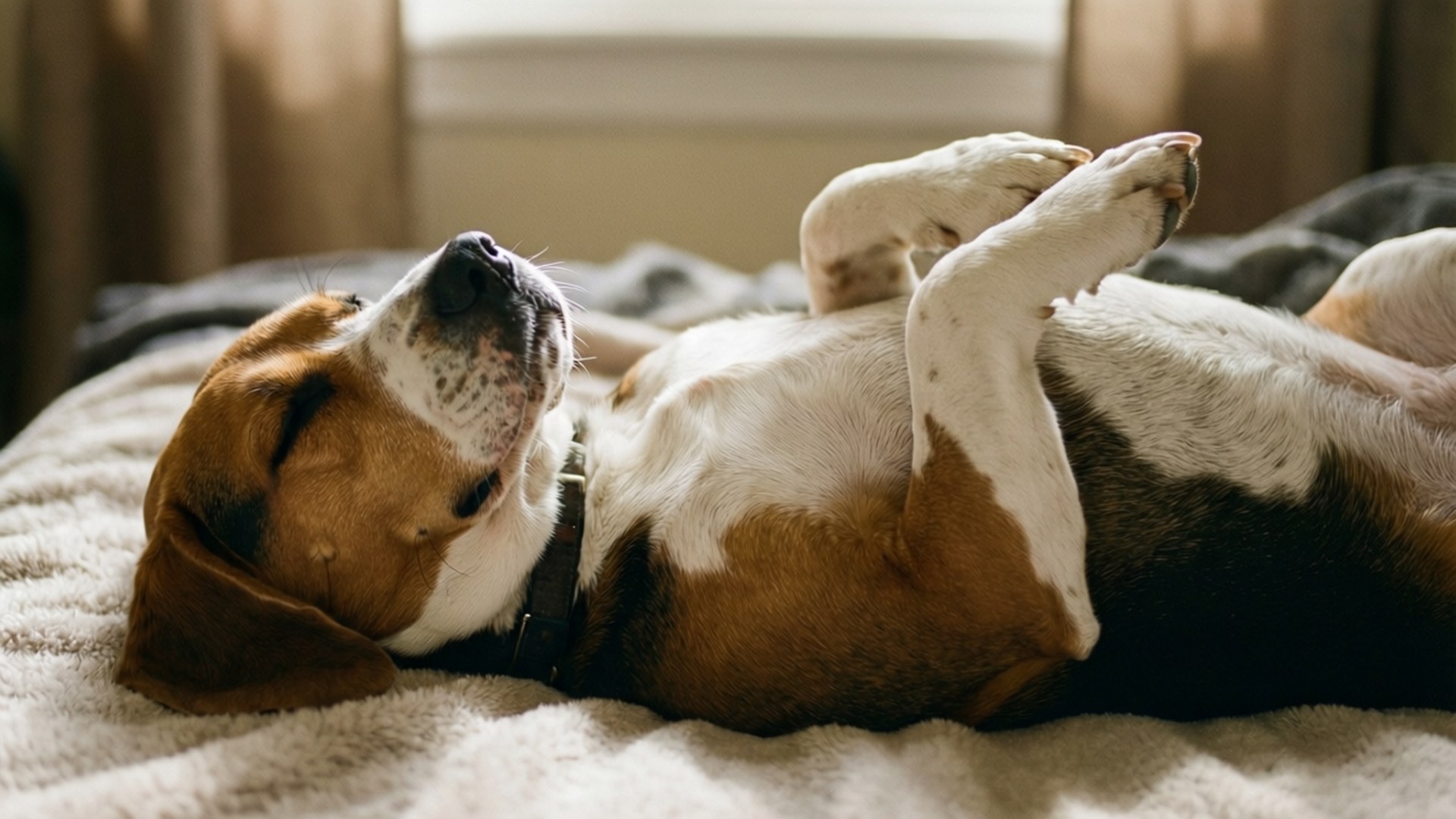 Belly Up Beagle 壁紙 — 一隻比格犬仰臥在柔軟的床上，爪子向上，眼睛閉著，平靜地放鬆。