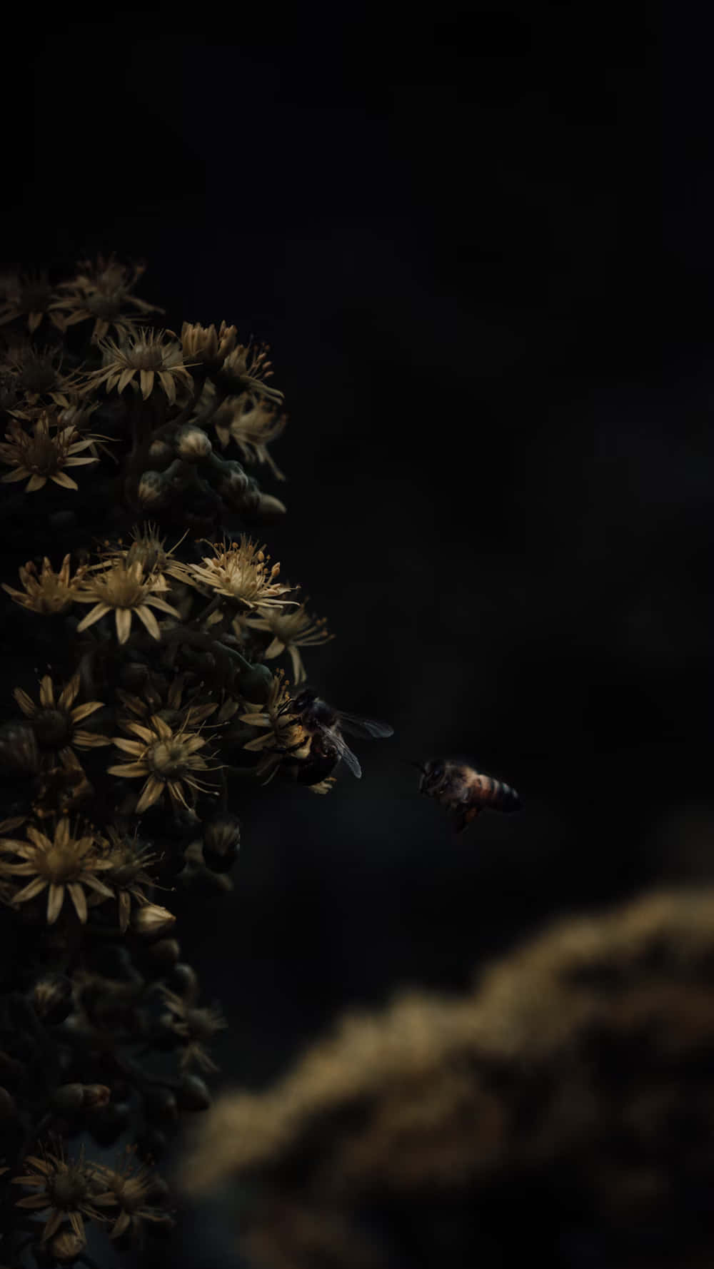  壁紙 — 一隻蜜蜂在深黑色背景和柔和散景下，靠近乾燥的花頭盤旋。