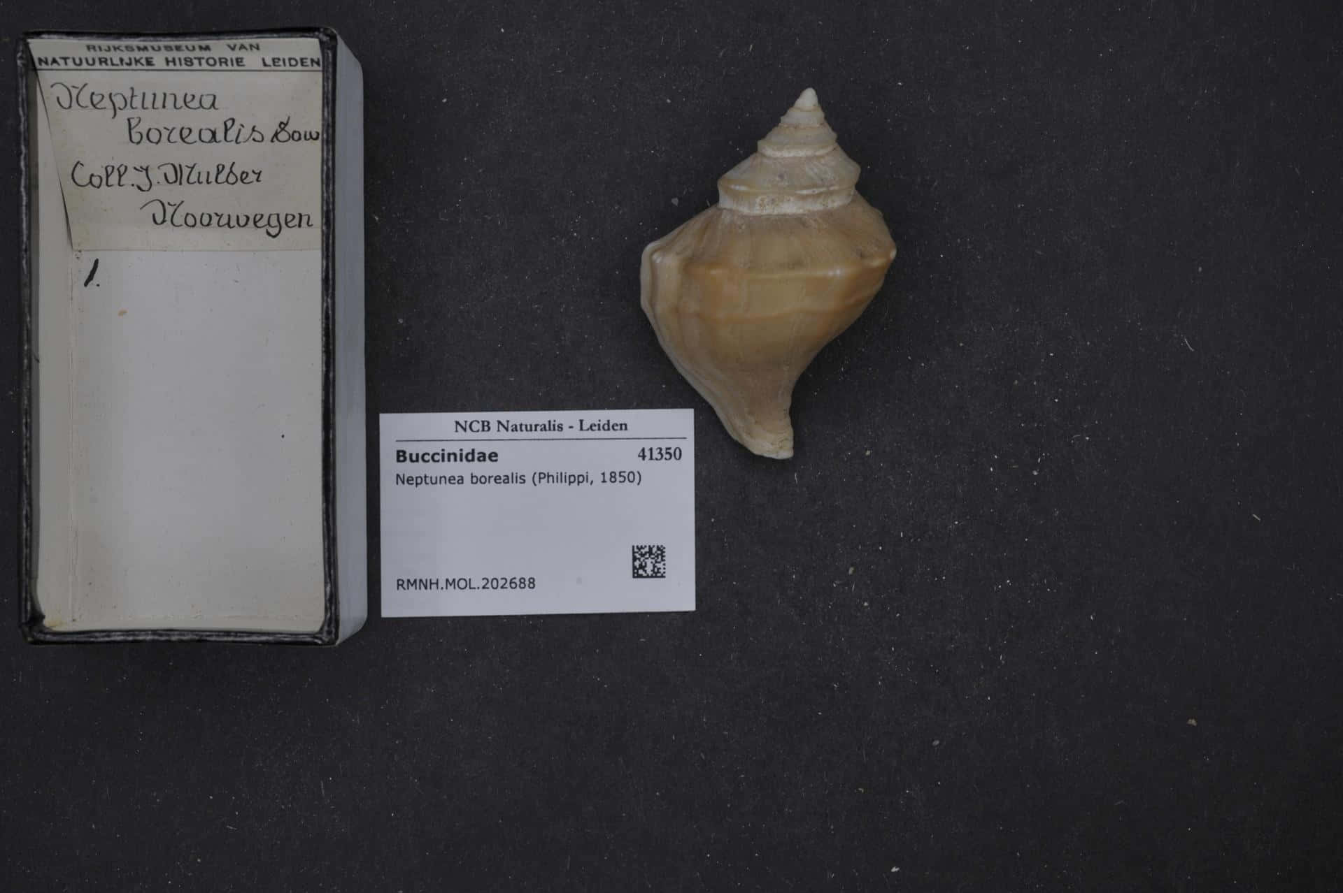  壁紙 — 一個米色Neptunea borealis貝殼，連同其博物館標籤和收藏盒，展示在深色表面上。