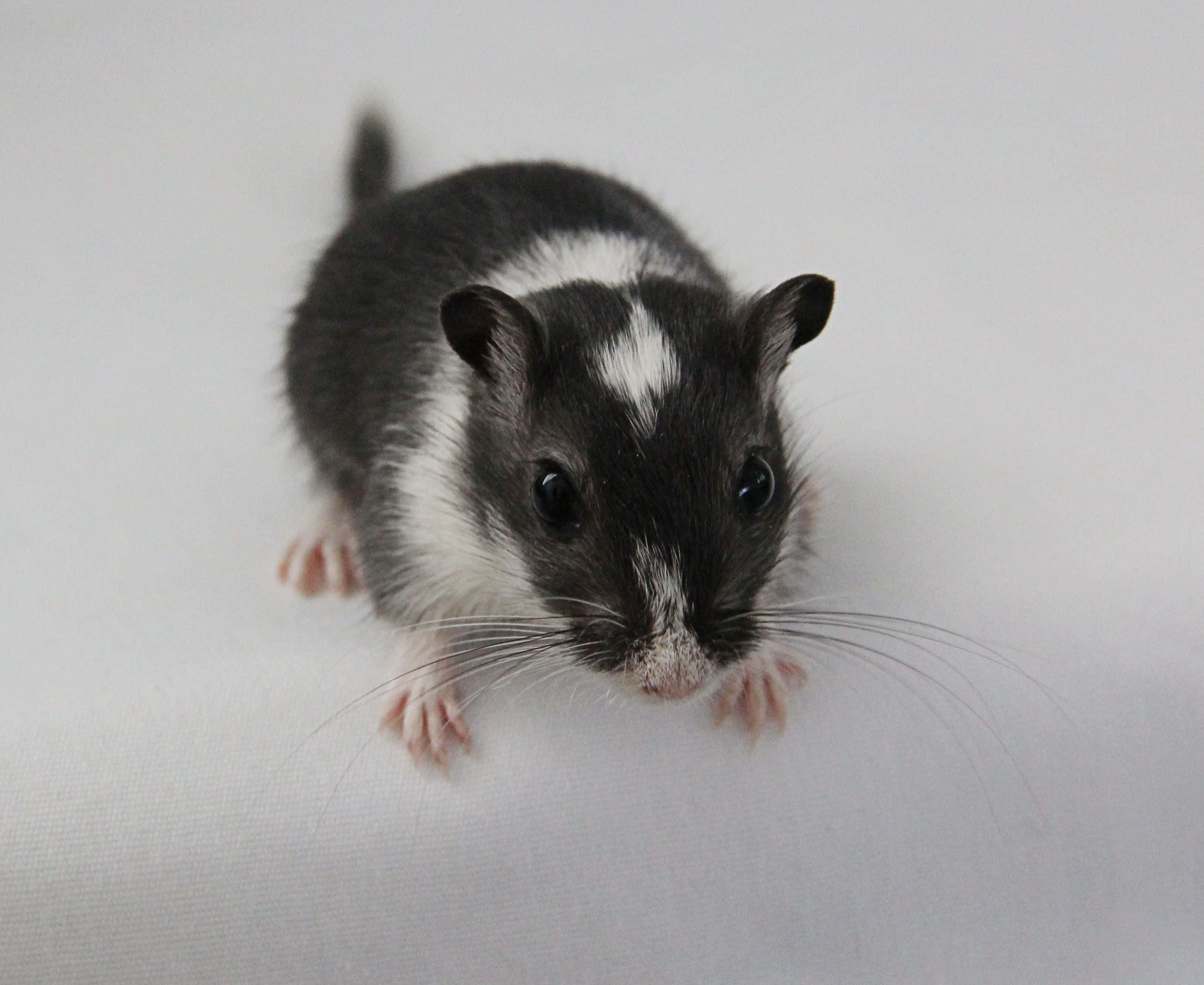 Gerbil 桌布 壁紙 — 一隻黑白相間、粉紅色爪子的倉鼠，在純白色背景前好奇地凝視著相機。