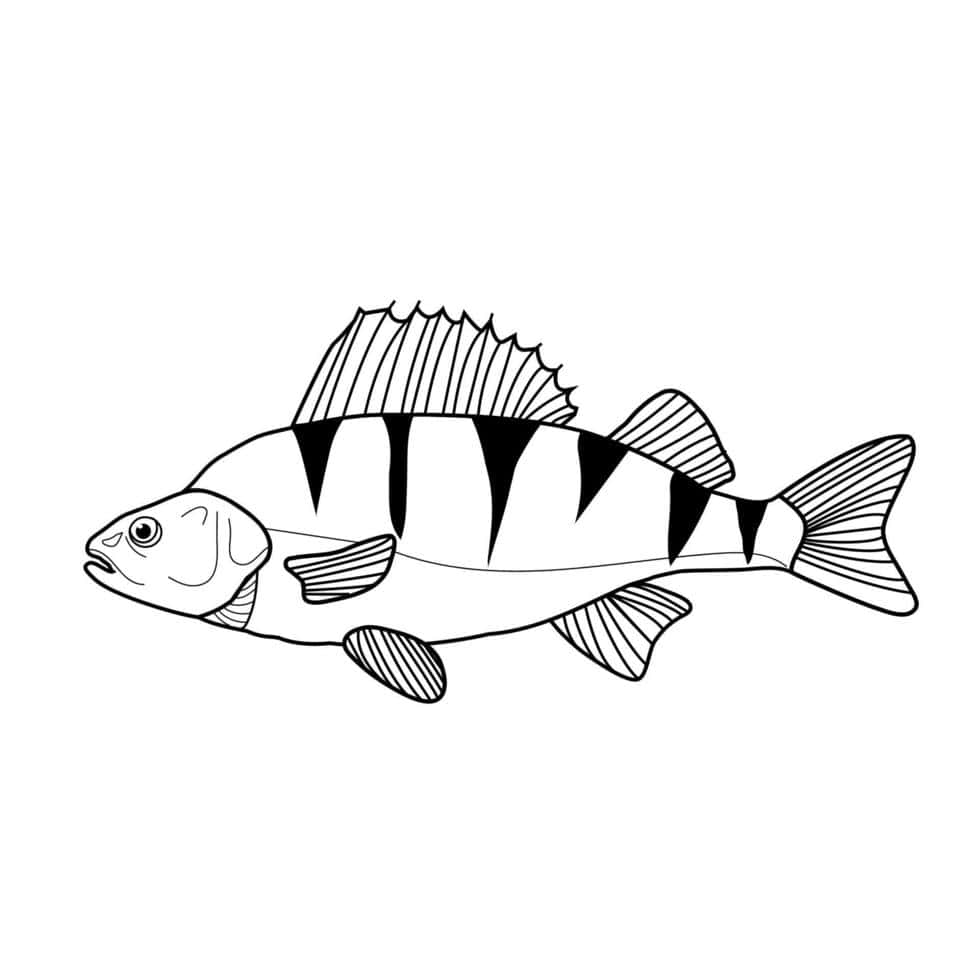  壁紙 — 一條魚的黑白線條畫，帶有粗獷條紋和詳細的魚鰭，背景簡潔。