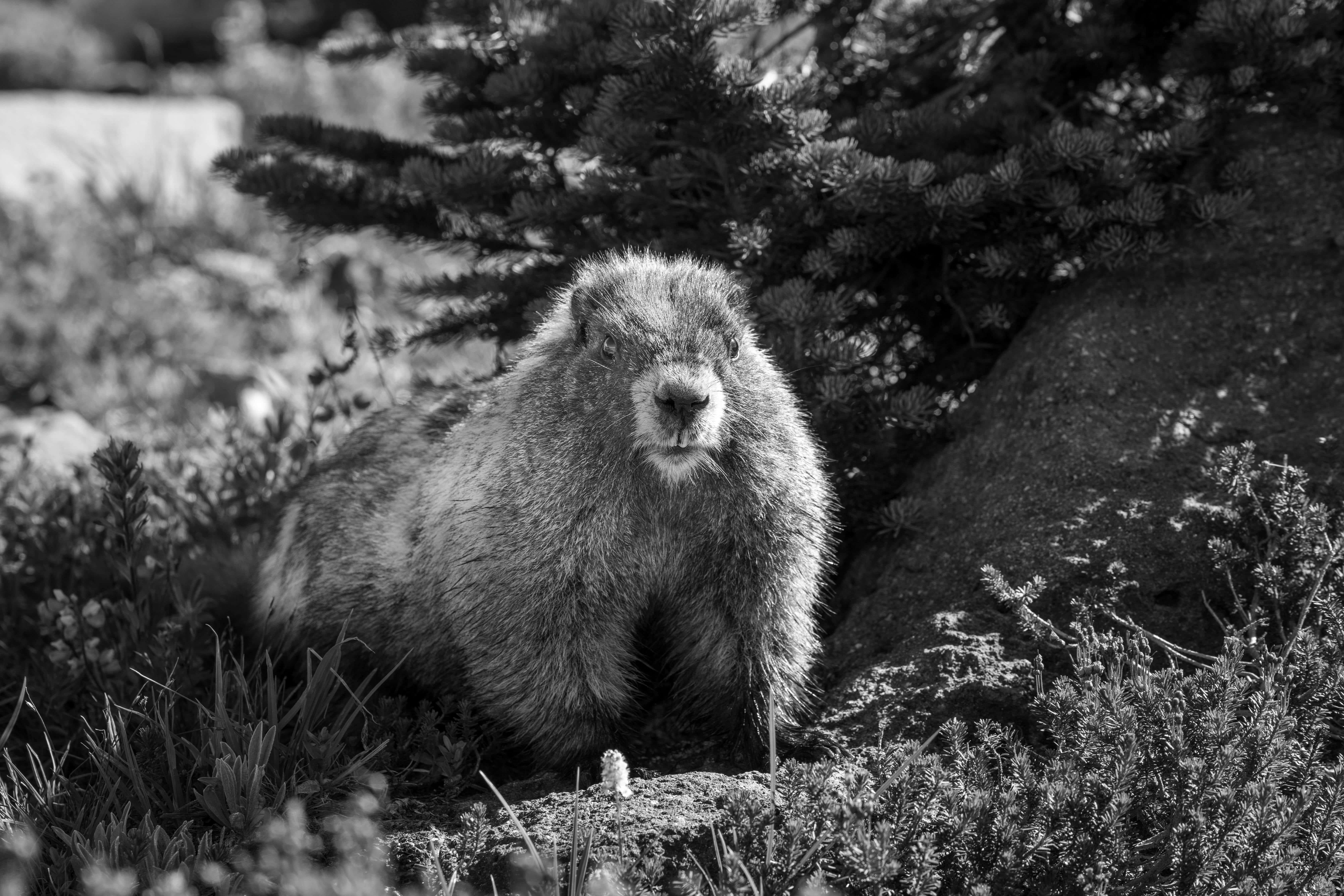 Woodchuck 桌布 壁紙 — 一張黑白照片，顯示一隻土撥鼠在草叢和松樹枝間警覺地坐著，背景是山區環境。