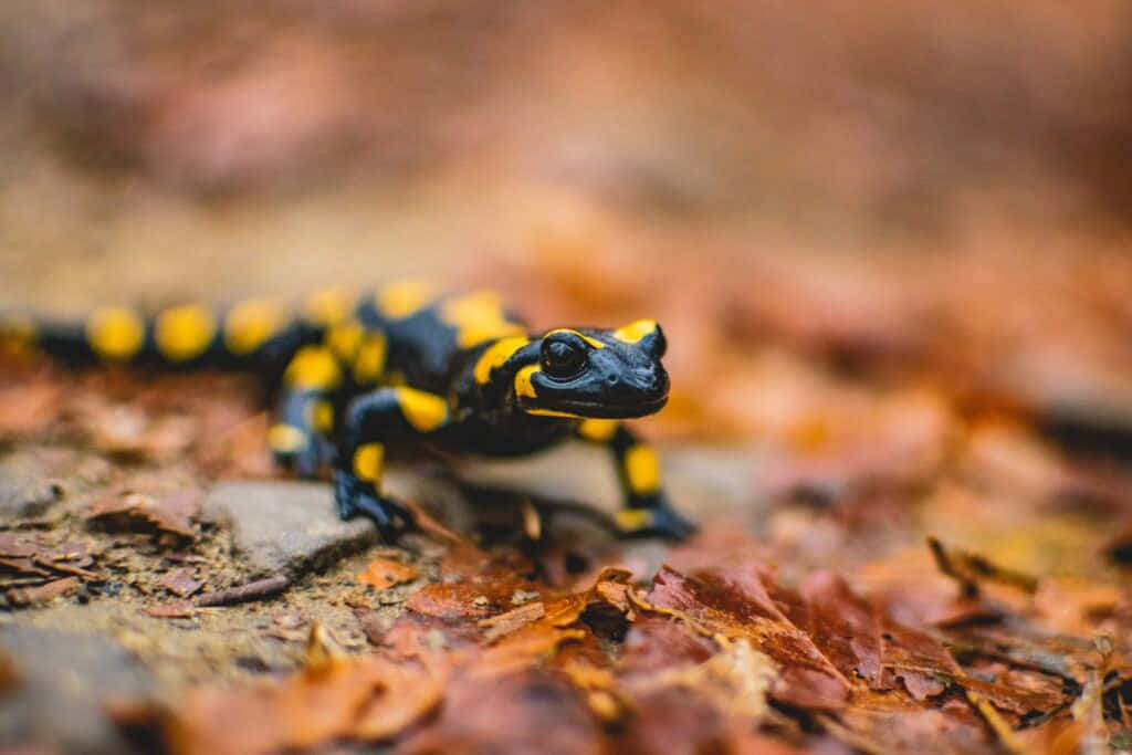  壁紙 — 一隻黑黃相間的蠑螈在森林地面的秋葉堆上休息。