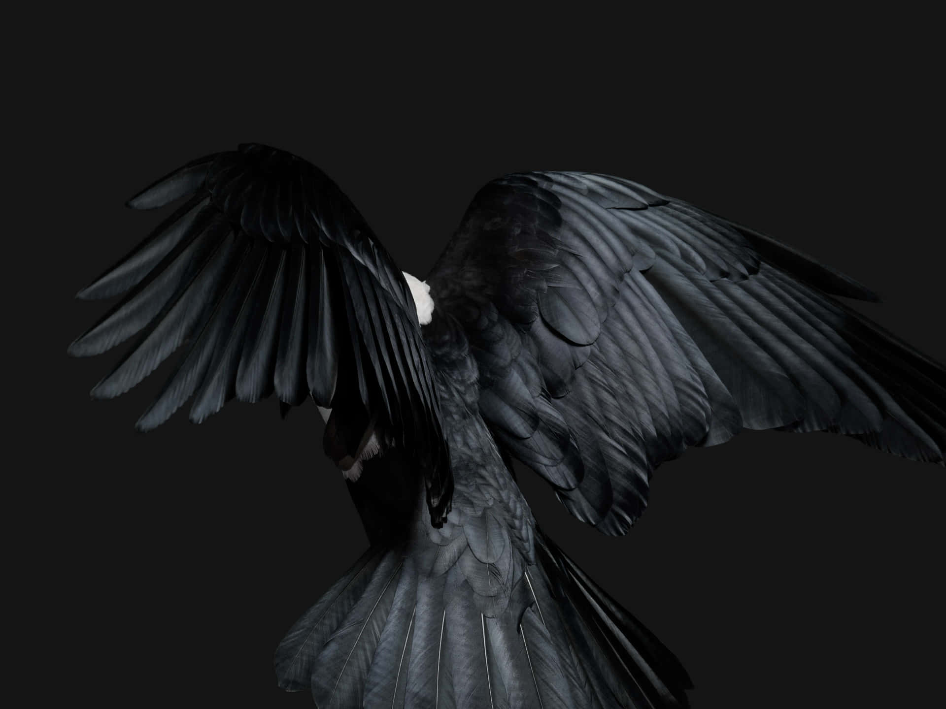  壁紙 — 一隻展開翅膀的黑鳥，在黑暗背景下以戲劇性的剪影捕捉。