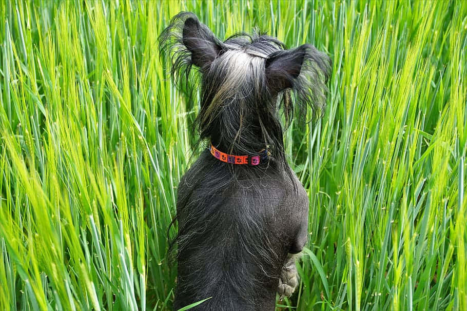 Hairless Dog 桌布 壁紙 — 一隻戴著彩色項圈的黑狗站在高高的鮮綠色草叢中，從背後觀看。