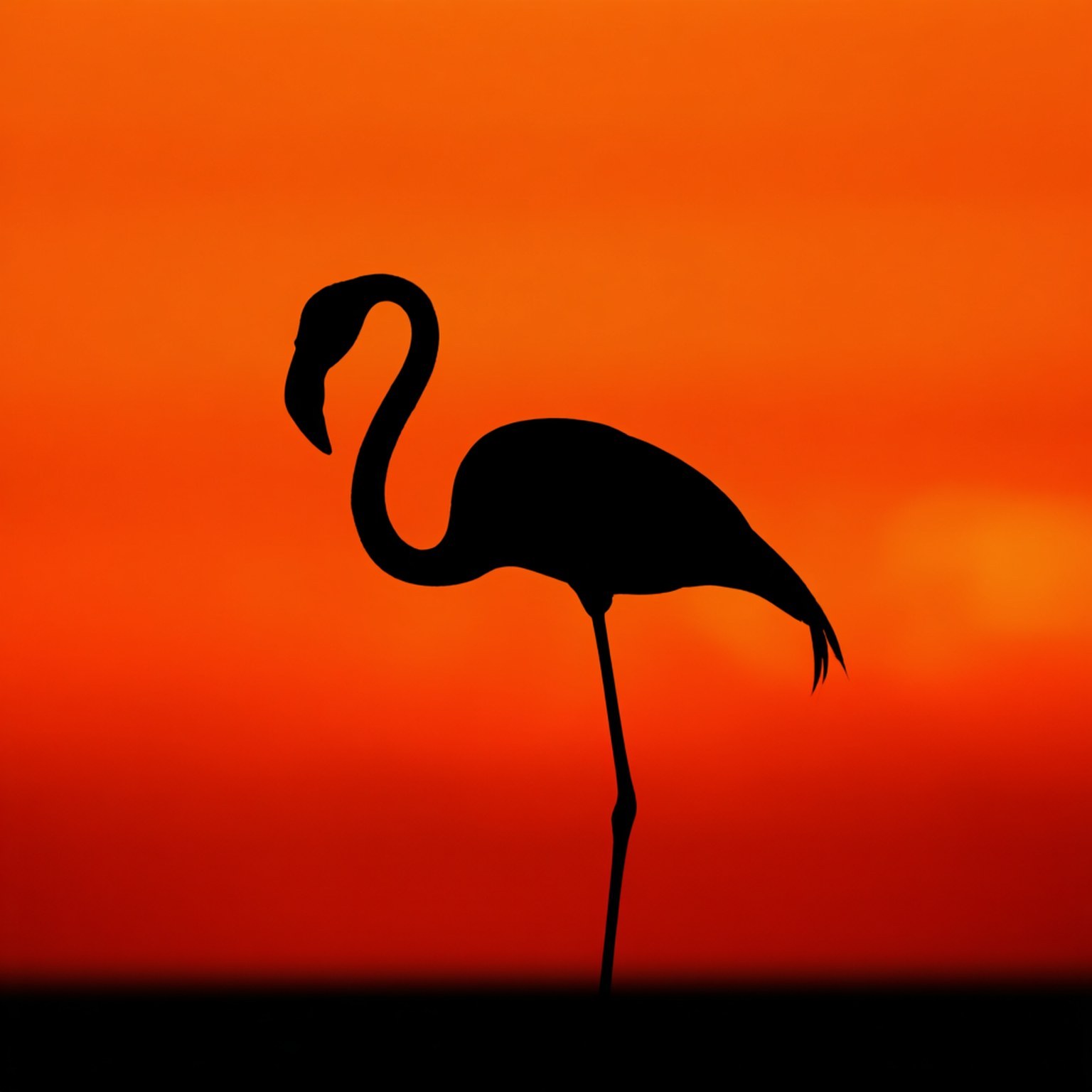 Flamingo Sunset Silhouette 壁紙 — 一隻紅鶴的黑色剪影優雅地站在充滿活力的橙色和紅色日落天空前。