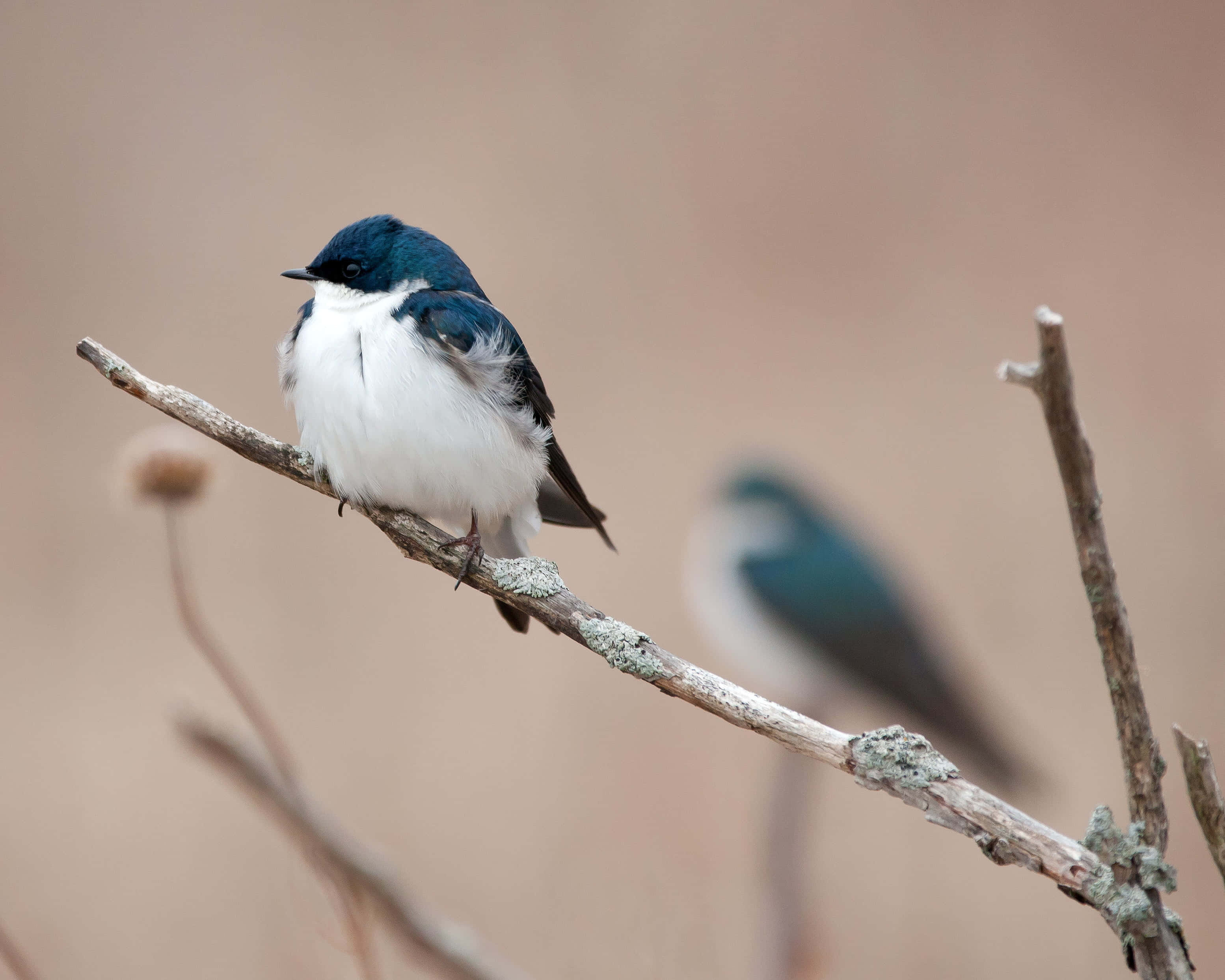 Swallow Bird 桌布 壁紙 — 一隻藍白色的鳥平靜地棲息在有地衣斑點的樹枝上，背景有另一隻模糊的鳥。