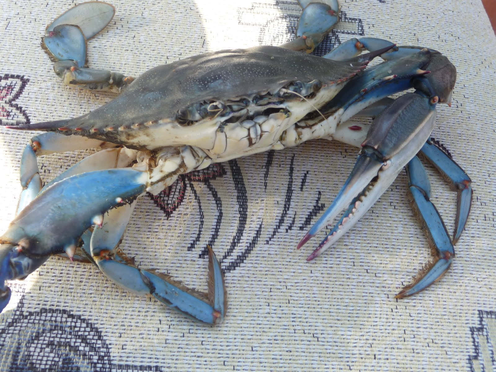 Blue Crab 桌布 壁紙 — 一隻藍色螃蟹，帶有鮮豔的藍色鉗子，在明亮的陽光下休息在帶有圖案的紡織品上。
