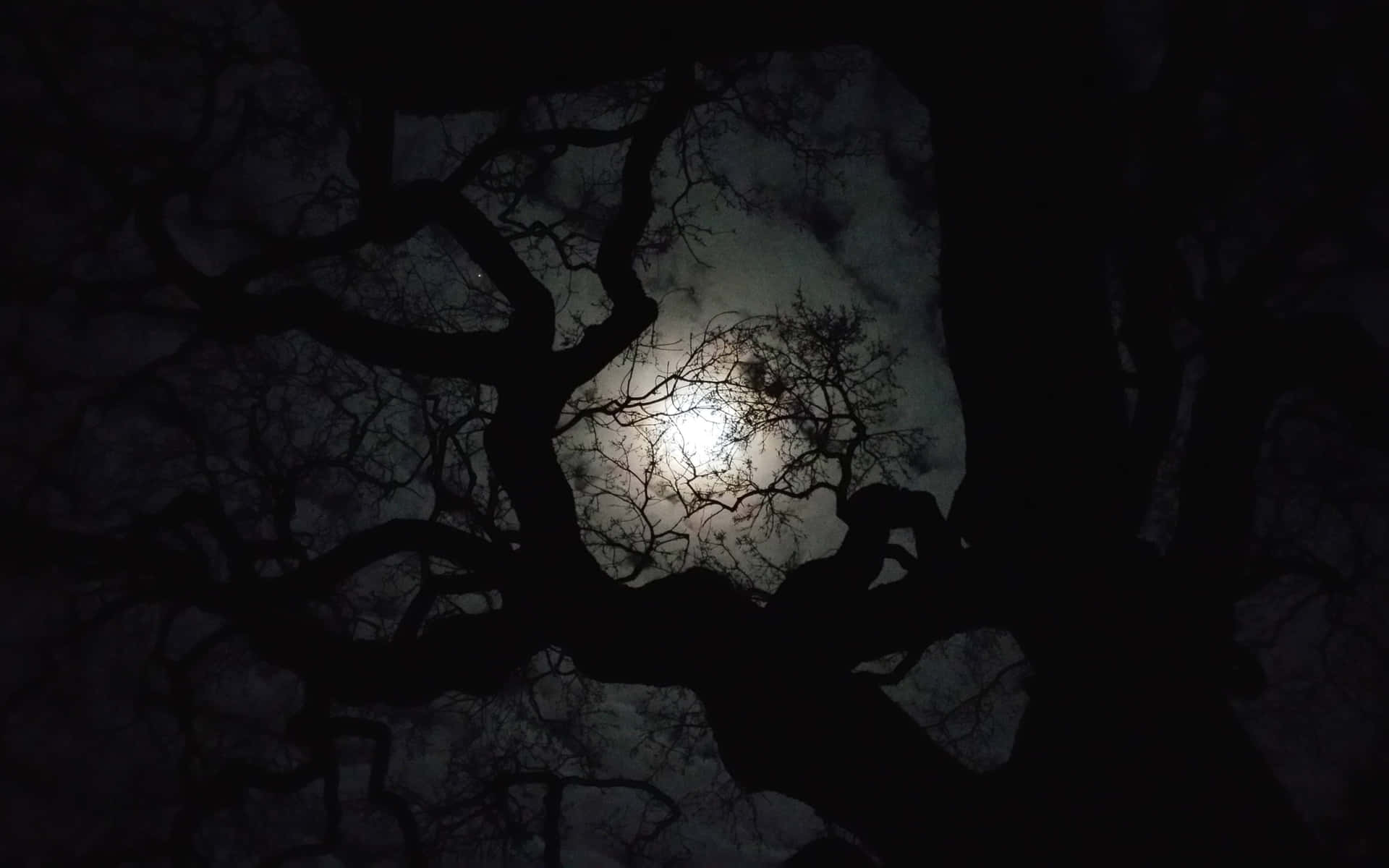  壁紙 — 一輪明亮的滿月穿過光禿樹枝的複雜暗影，映照在多雲的夜空上。