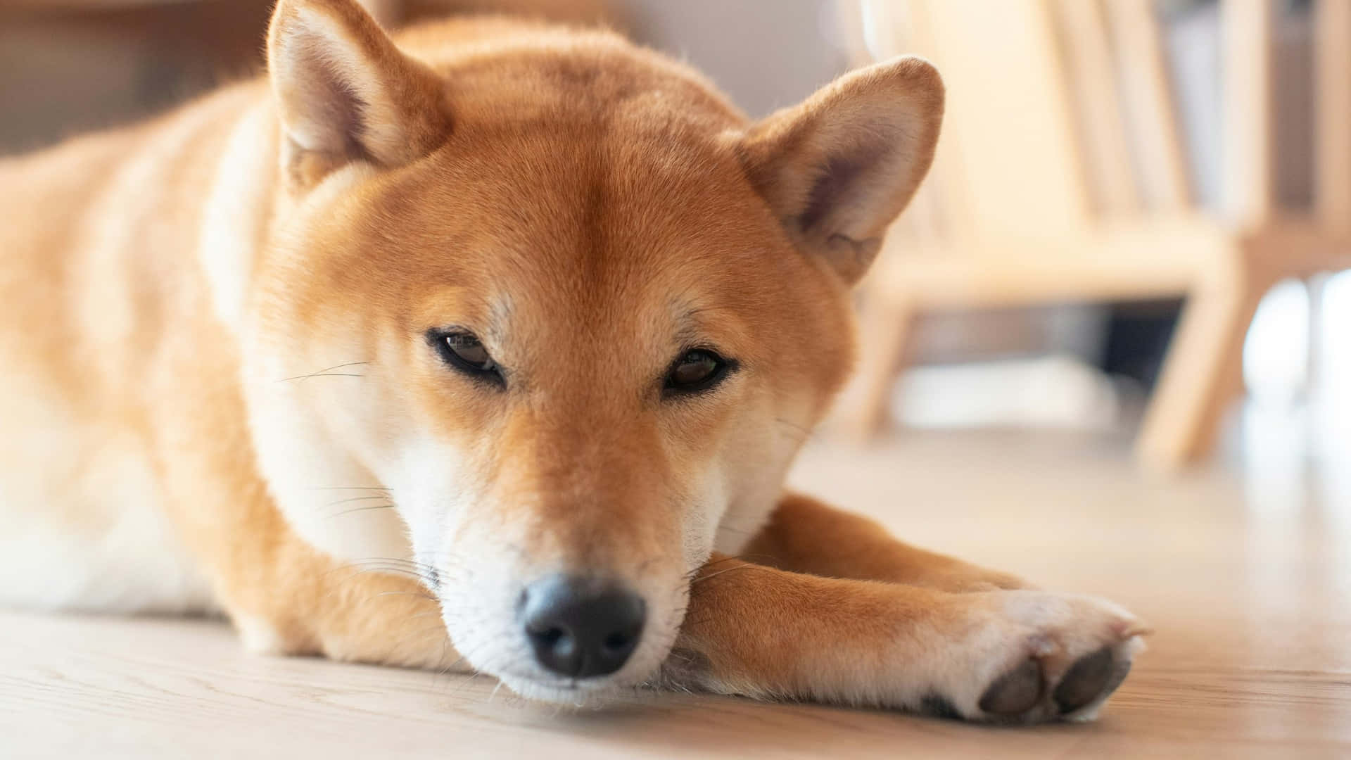  壁紙 — 一隻冷靜的柴犬在室內淺色木地板上將頭放在爪子上休息。
