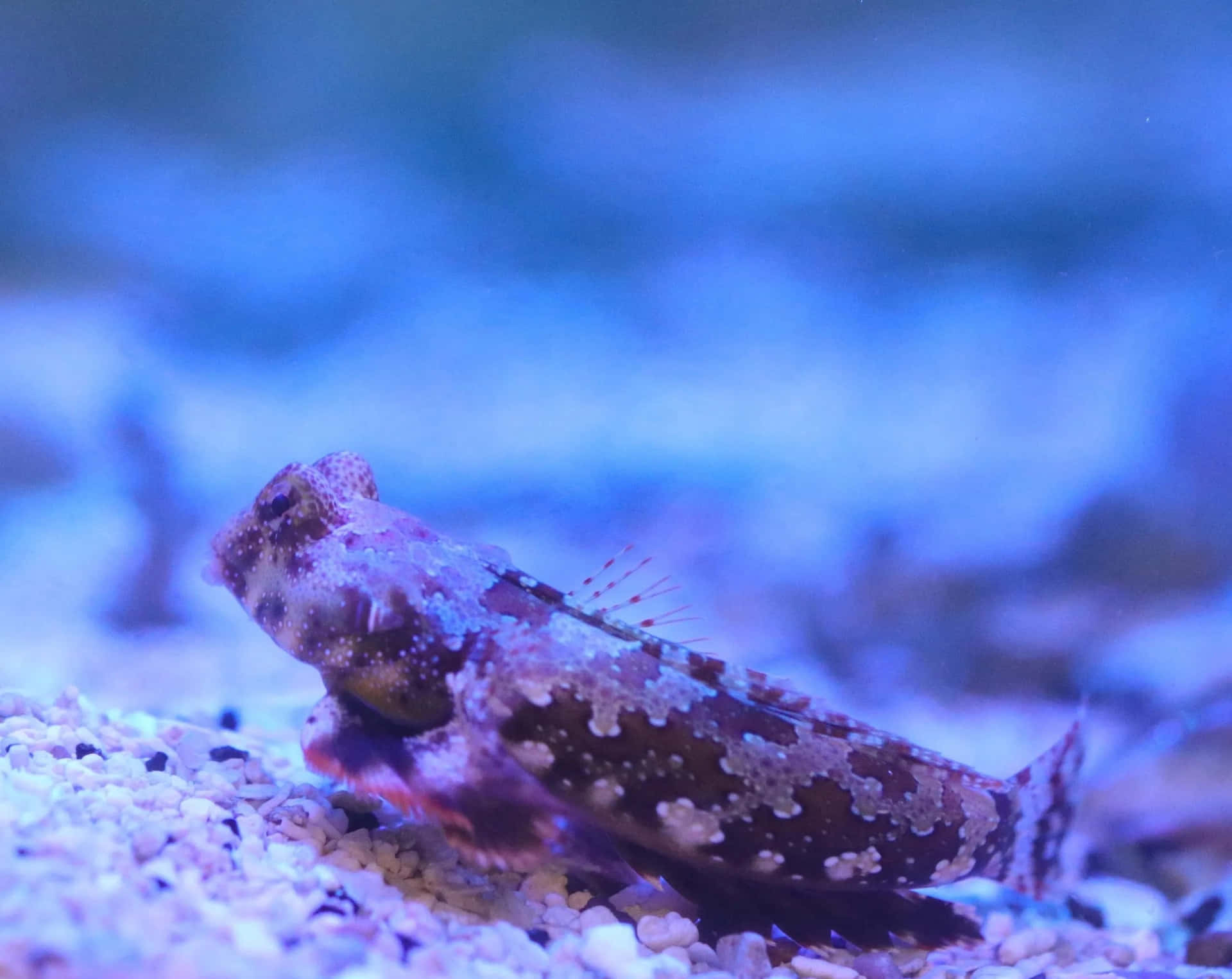  壁紙 — 一條偽裝的龍魚在清涼的藍色水族箱燈光下，靜止不動地躺在礫石床上。