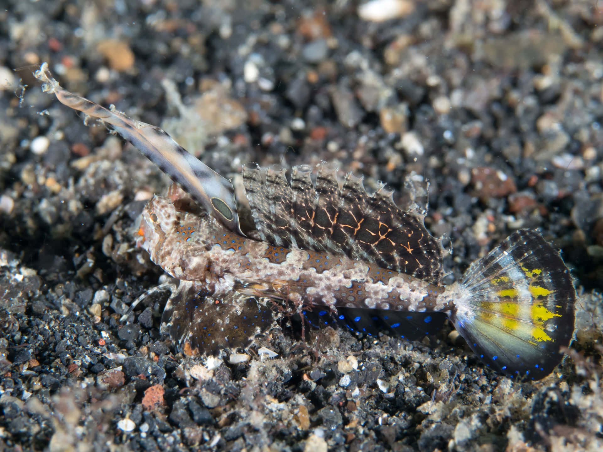  壁紙 — 一條偽裝的龍魚棲息在深色礫石海床上，帶有斑點鰭和黃色尖端尾巴。