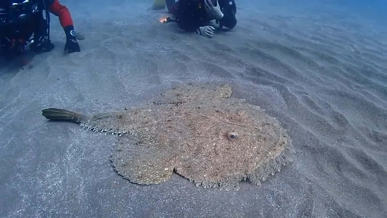  壁紙 — 一條偽裝的比目魚融入沙質海底，潛水員從上方觀察。