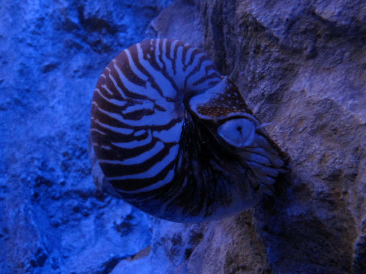  壁紙 — 一隻帶有醒目黑白條紋的鸚鵡螺在深藍色水族箱燈光下緊貼在岩石表面。