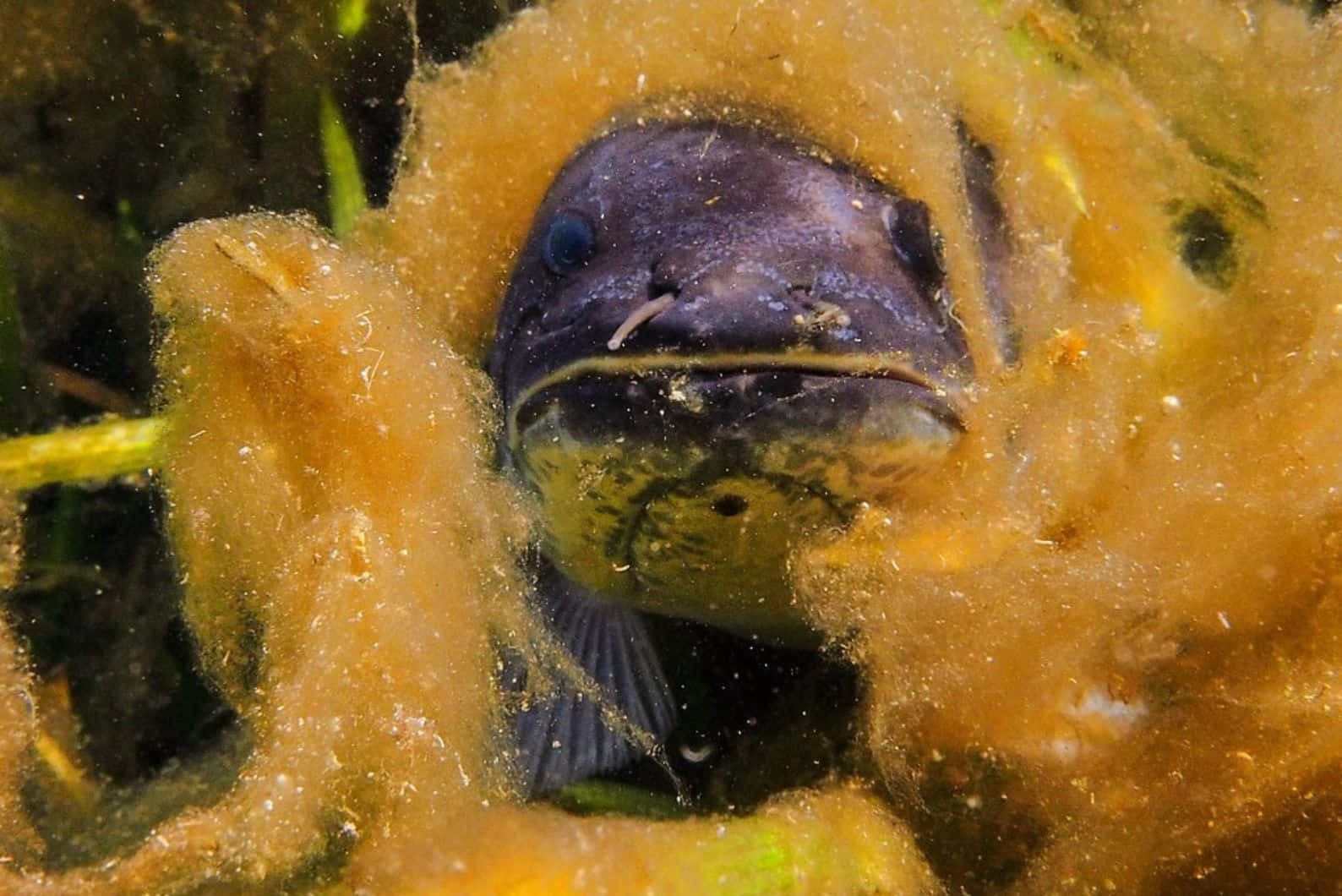  壁紙 — 一條深色魚在厚厚的橙棕色海藻之間探出頭來，表情好奇的水下特寫。