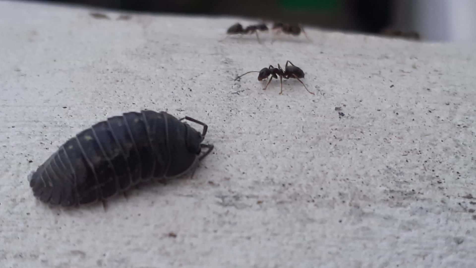  壁紙 — 粗糙淺灰色混凝土表面上的深色分節等足類動物和兩隻螞蟻的特寫。