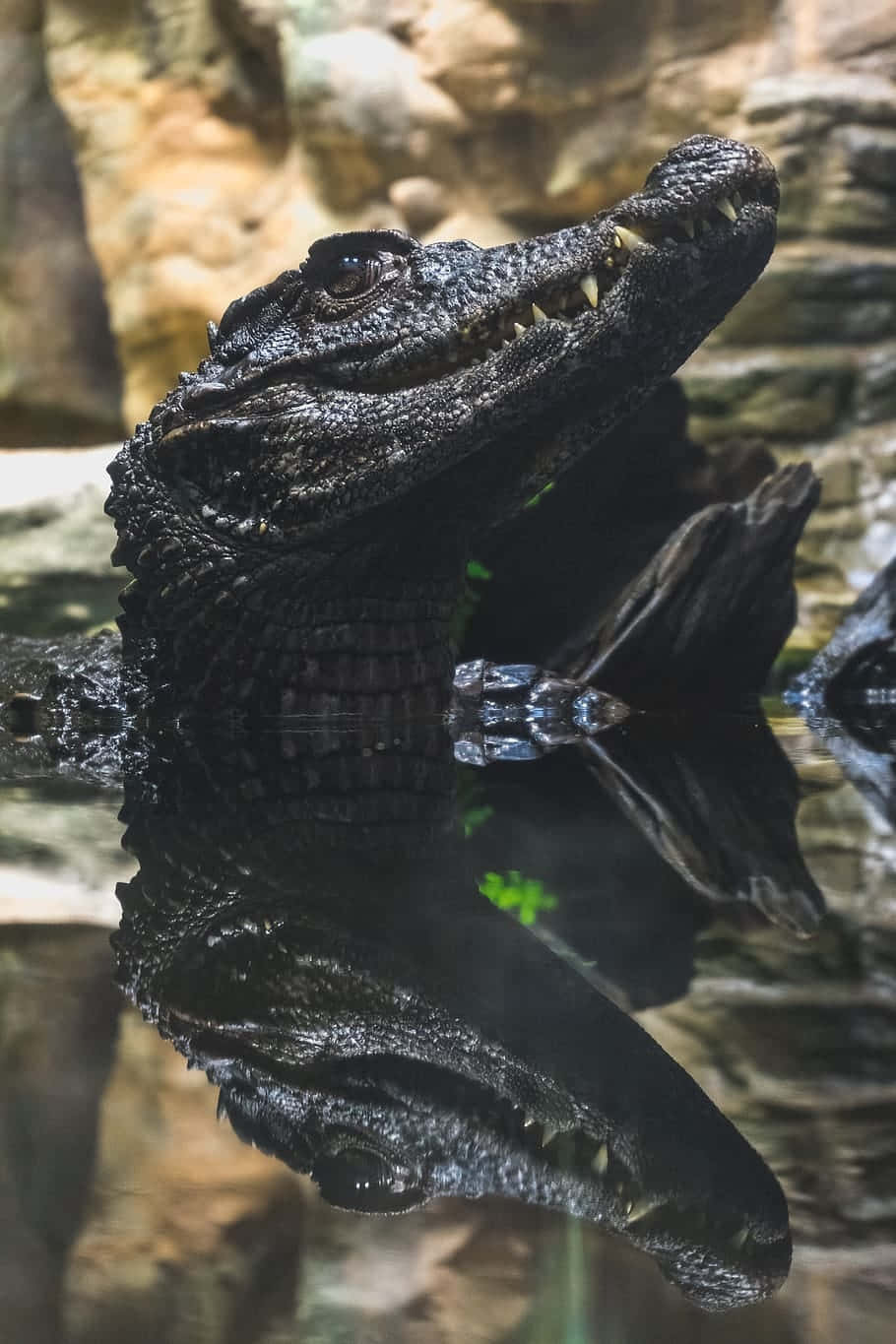  壁紙 — 特寫鏡頭，一隻深色皮膚的凱門鱷從水中浮出，下方倒映著它的倒影，背景是岩石環境。