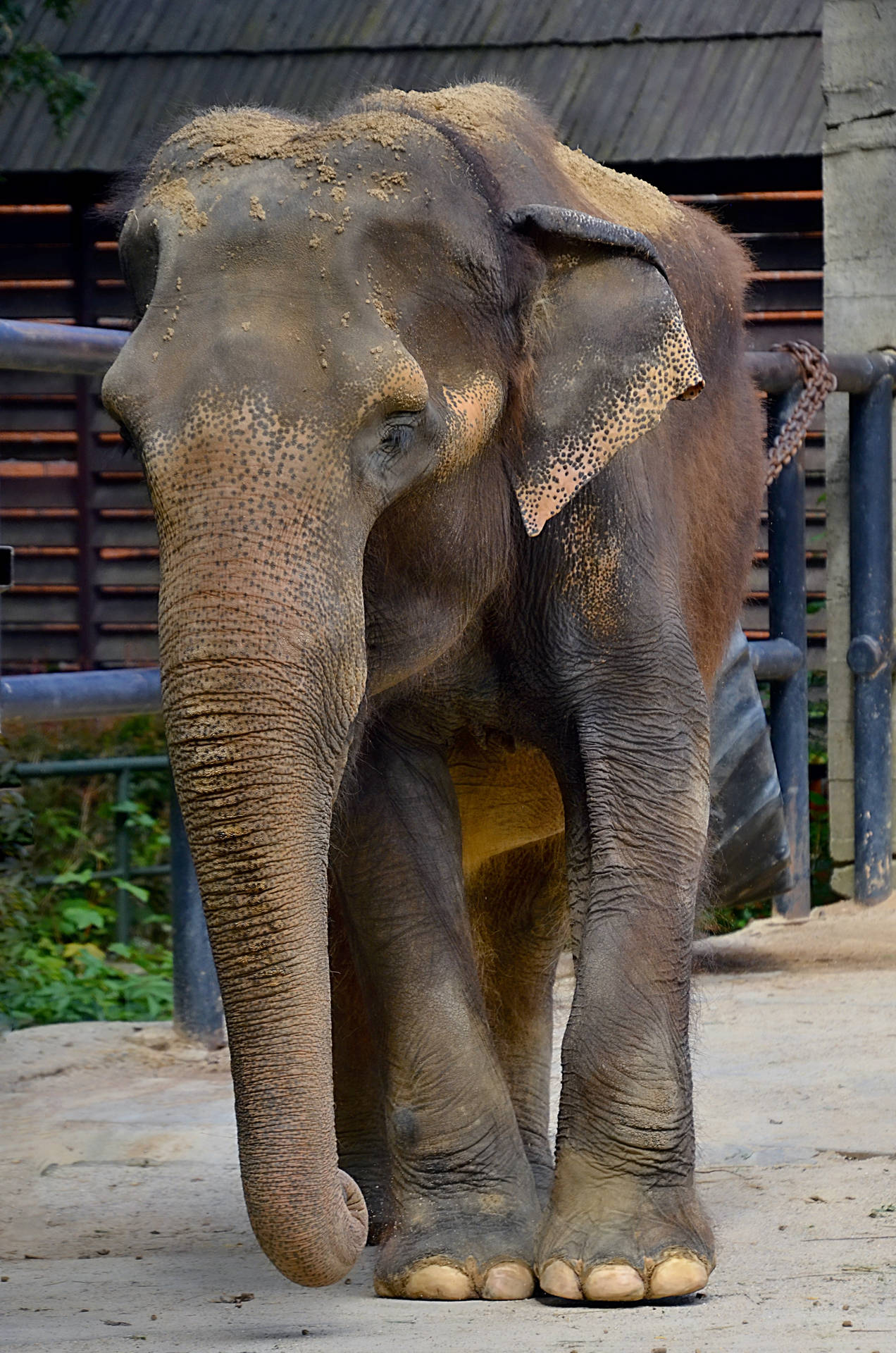 一隻滿身灰塵的亞洲象站在一個有木頂和金屬欄杆的動物園圍欄內。 — iPhone 11 壁紙
