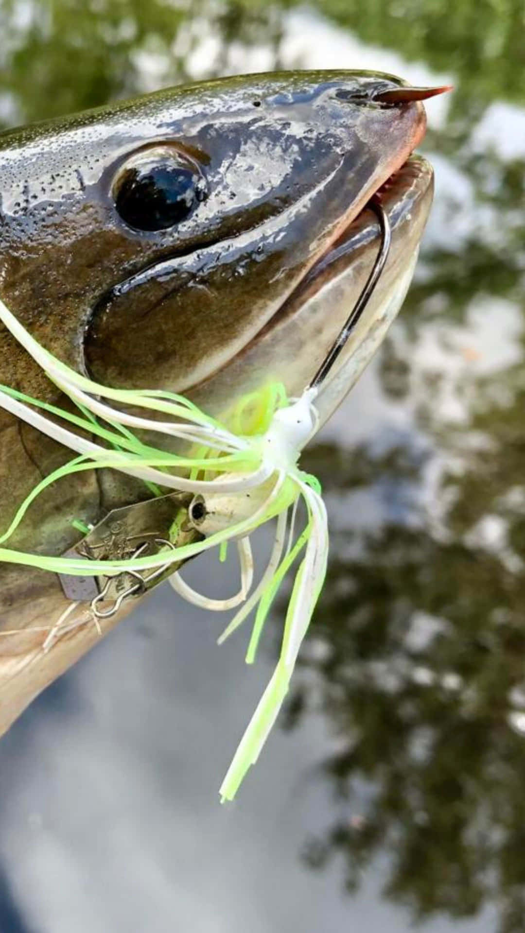  壁紙 — 一條魚的特寫，嘴邊掛著一個亮綠色和白色的假餌，在漣漪水面之上。