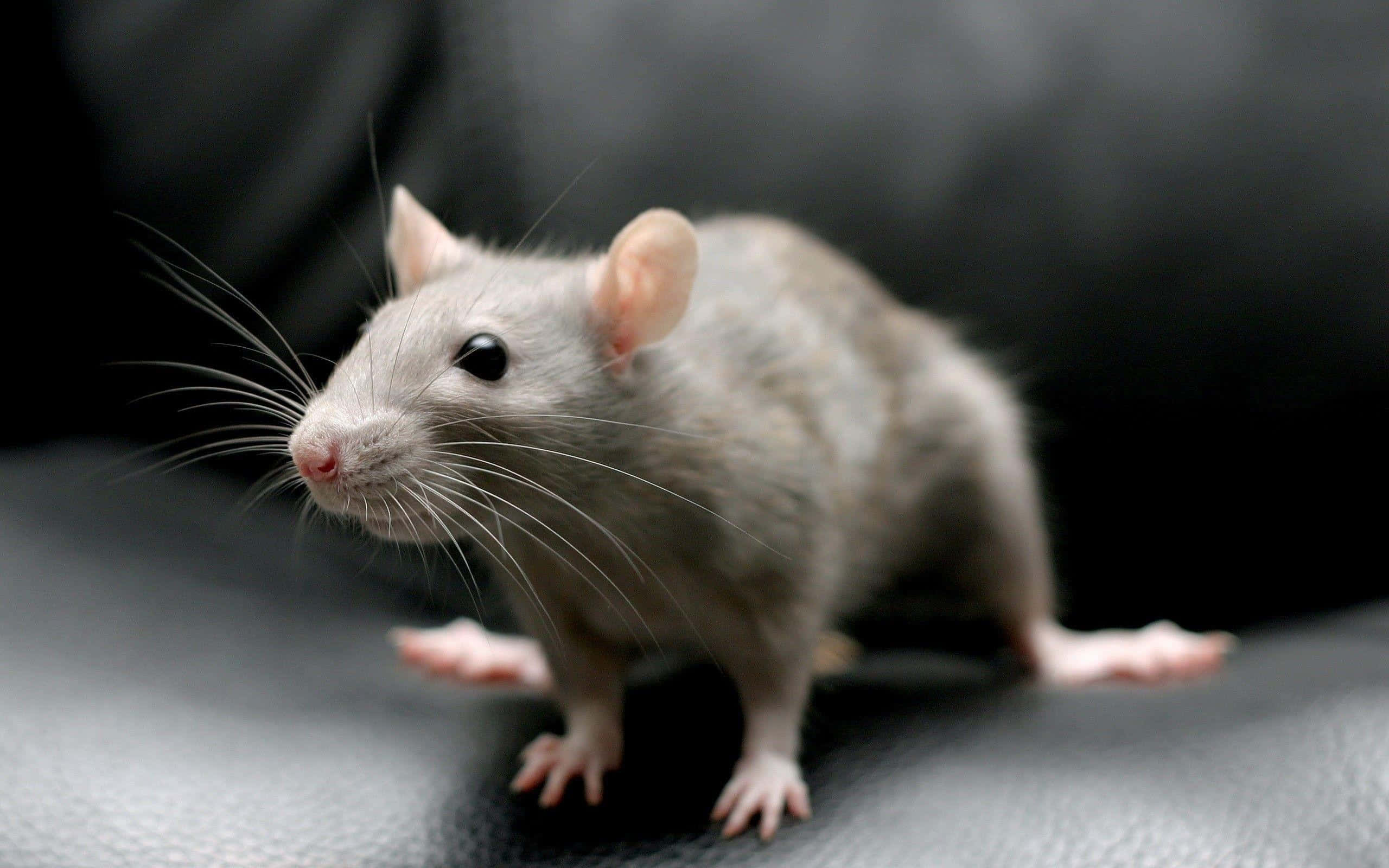 Gerbil 桌布 壁紙 — 一隻灰色長鬚老鼠在黑色皮革表面上警覺地站立的特寫。