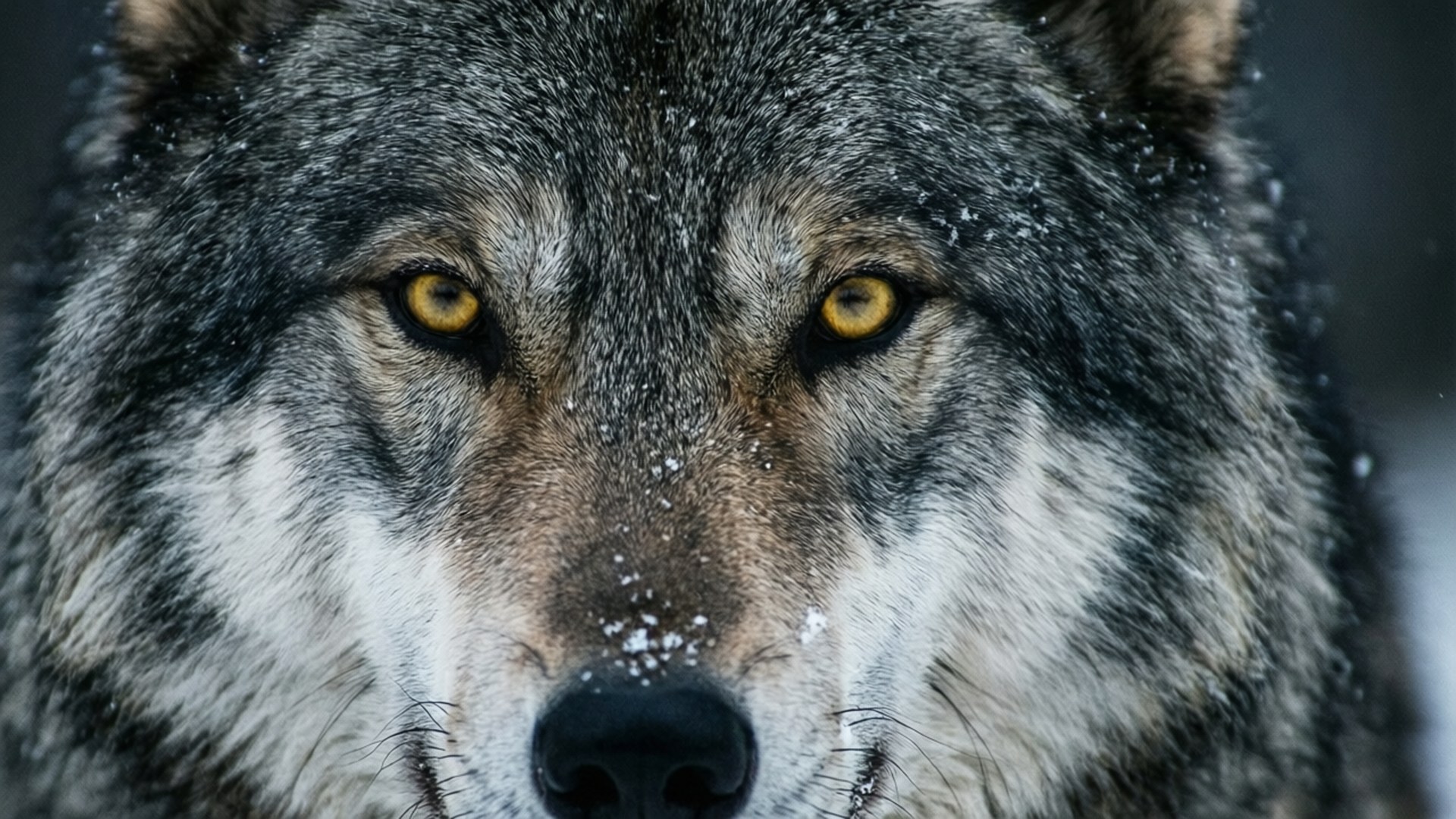 Grey Wolf in Snow 壁紙 — 一隻灰狼的近距離特寫，牠有金色的眼睛，毛皮上沾有雪花，背景是模糊的冬日景色。