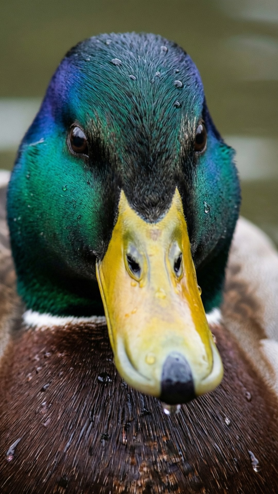 Duck Portrait Detail 壁紙 — 雄性綠頭鴨的特寫，帶有虹彩綠色頭部、黃色喙和羽毛上的水滴。
