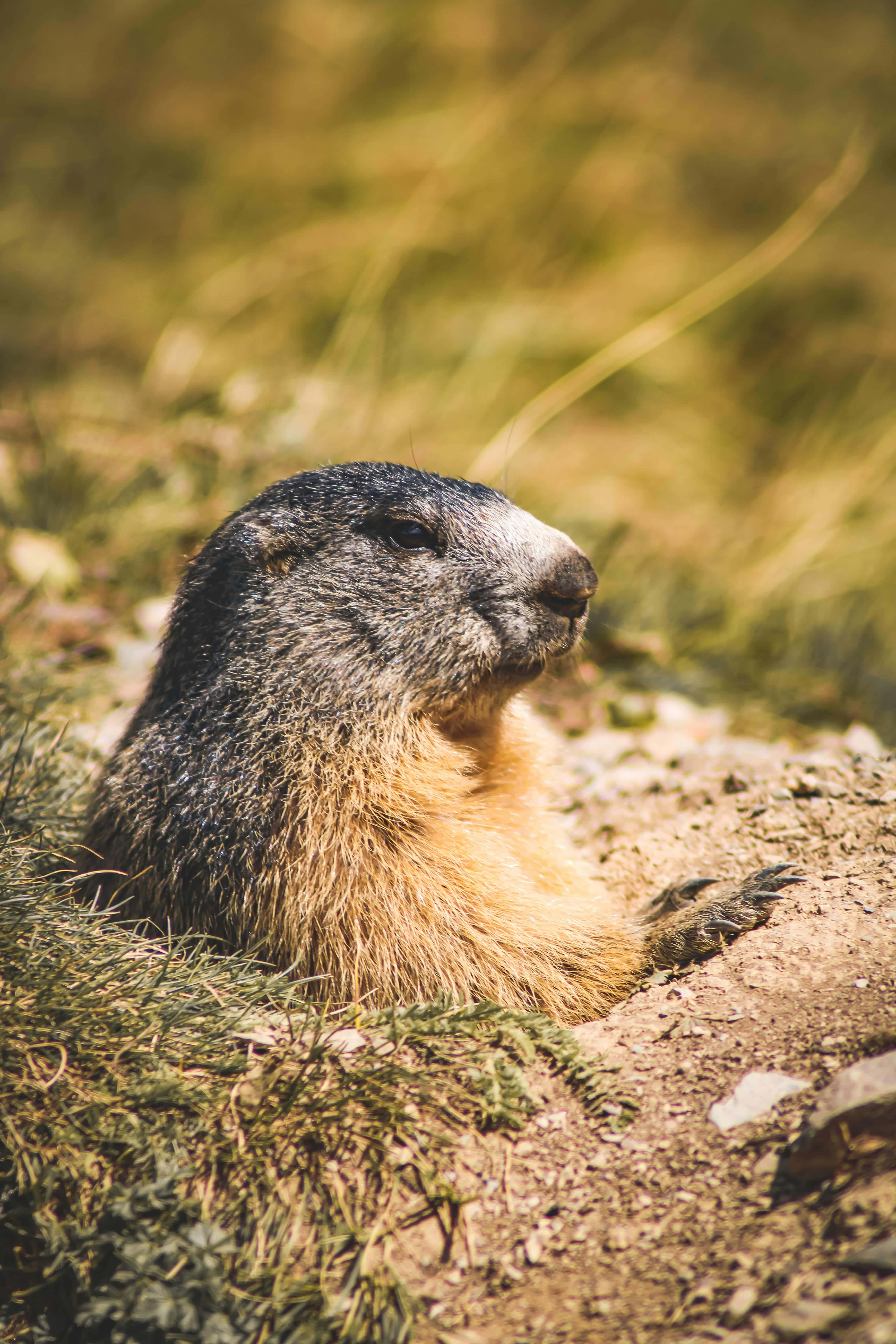 Woodchuck 桌布 壁紙 — 土撥鼠在陽光照射的草地上休息的特寫，背景為模糊的自然景色。