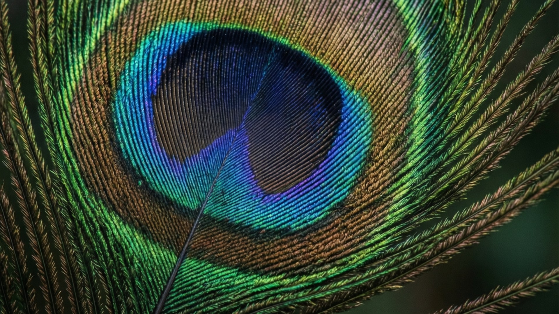 Peacock Feather Iris 壁紙 — 孔雀羽毛的特寫揭示了複雜的眼睛狀圖案，帶有鮮豔的藍色、綠色和金色，背景為深色模糊。