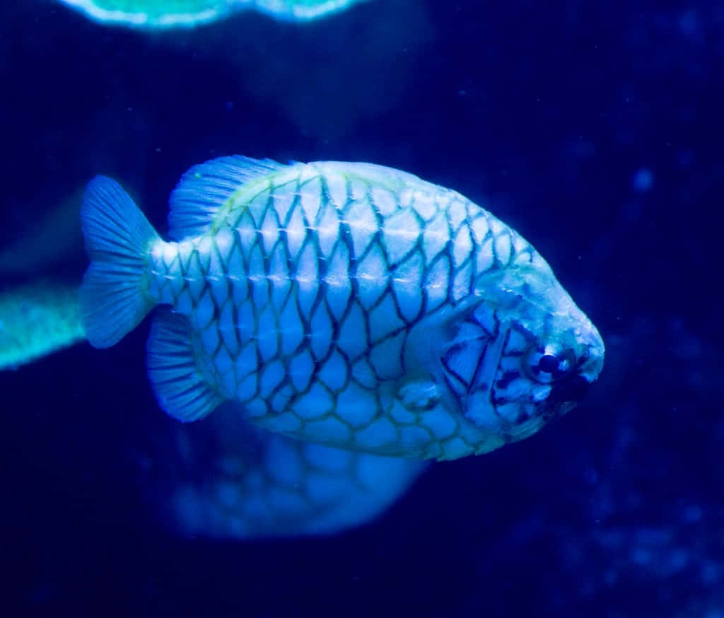  壁紙 — 深海黑暗中散發藍光的鱗片圖案魚類特寫。