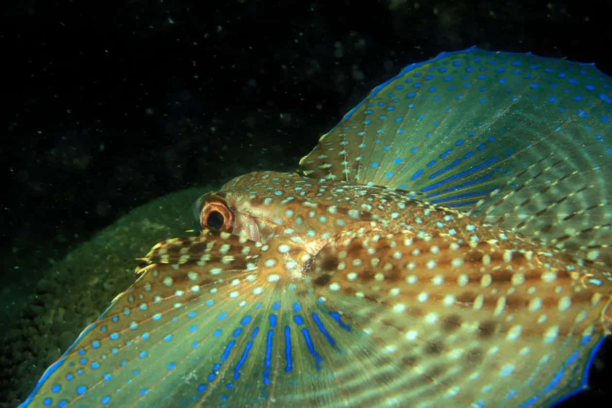  壁紙 — 一條有斑點、藍色魚鰭的魚在黑暗水下水中滑行的特寫。