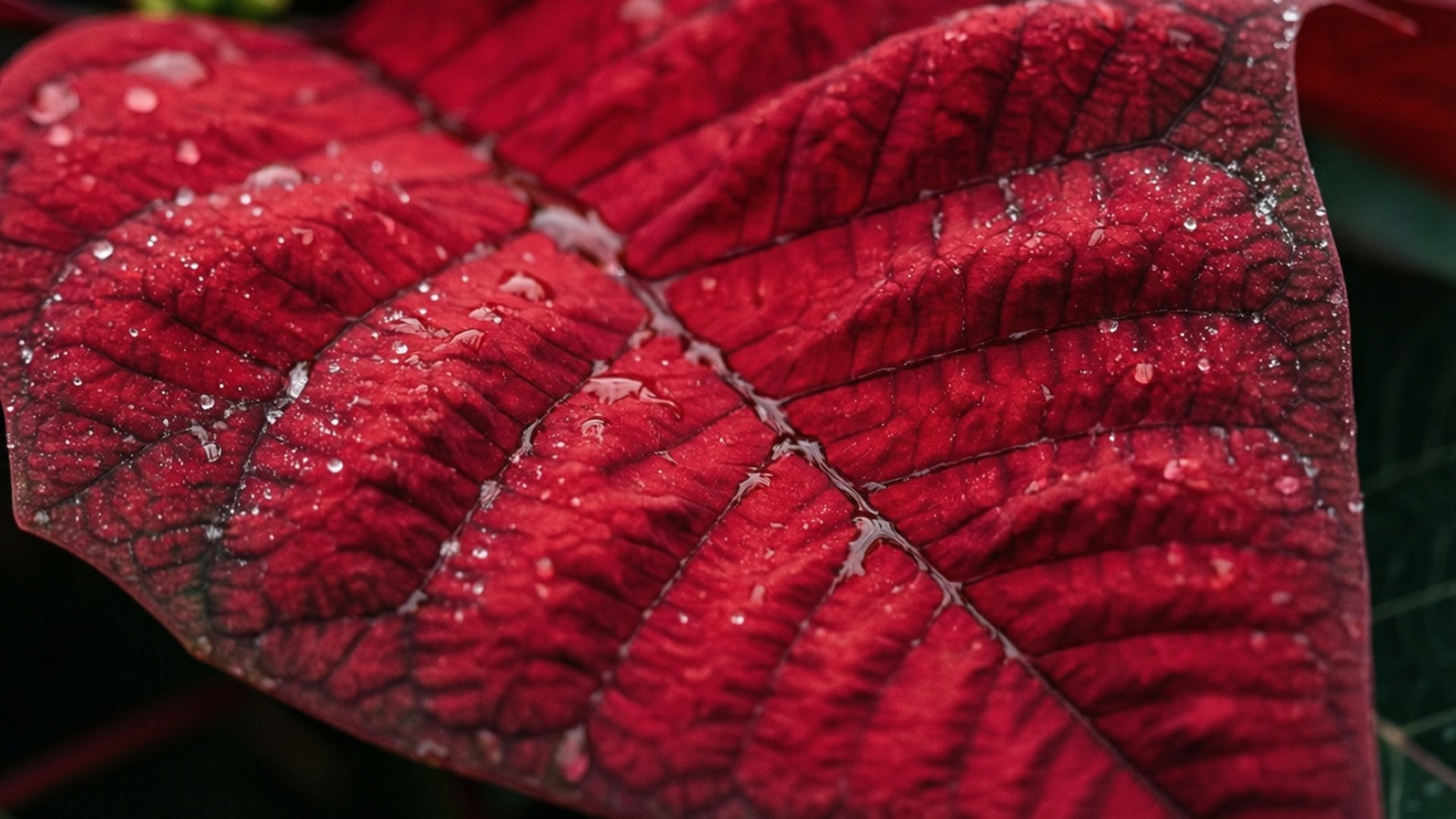 Poinsettia Leaf Veins 壁紙 — 一片鮮紅色葉子的特寫，帶有複雜的葉脈和閃閃發光的水珠。