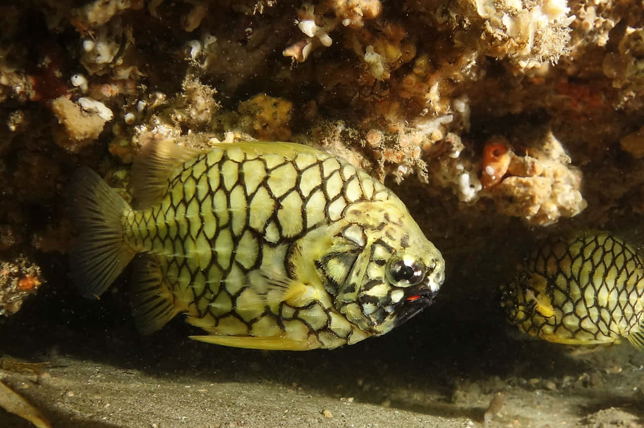  壁紙 — 一條黃黑相間圖案的魚在水下紋理珊瑚和岩石間躲藏的近距離特寫。