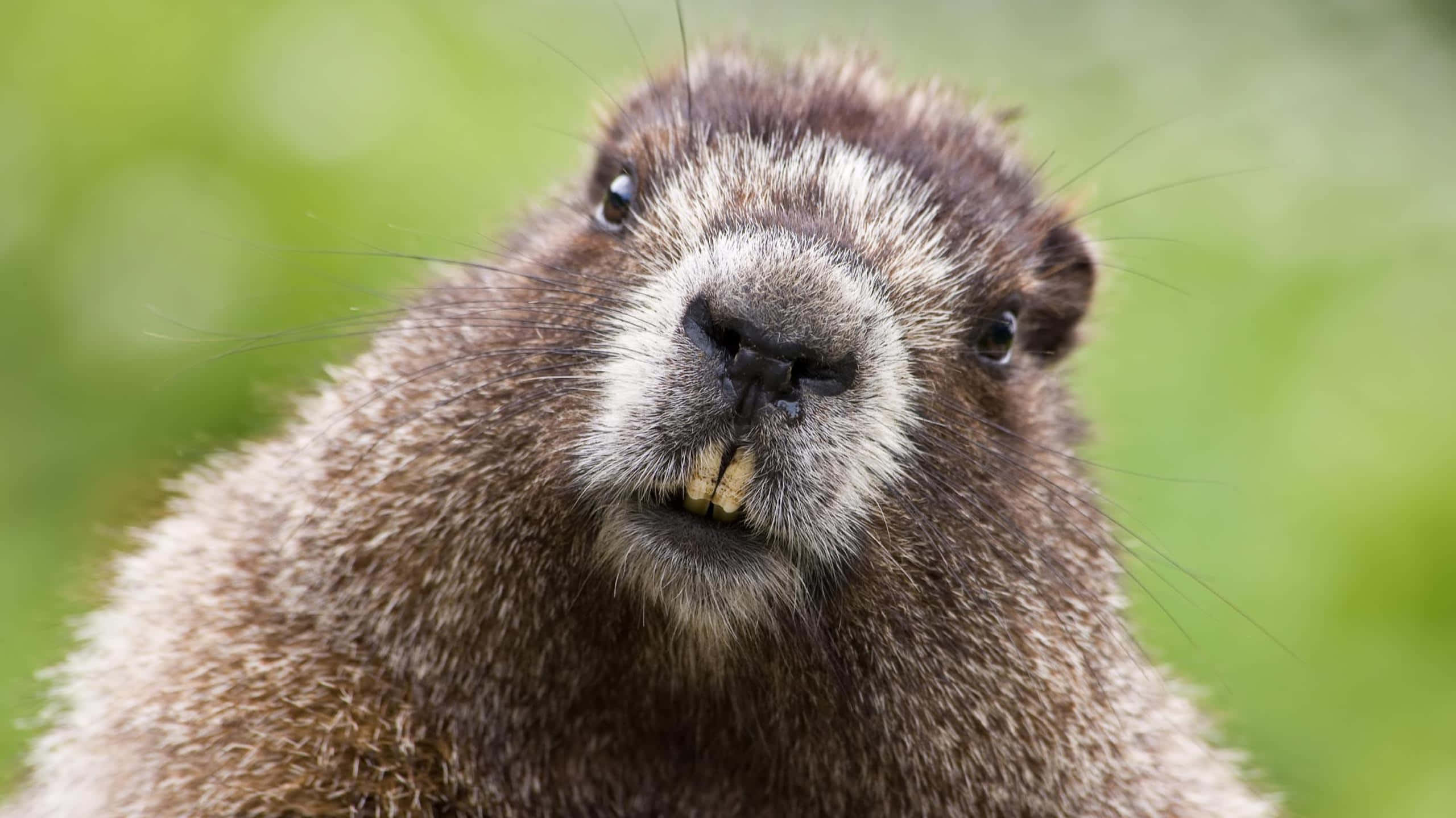 Woodchuck 桌布 壁紙 — 一張好奇土撥鼠的特寫照片，鬍鬚突出，牙齒黃色，背景為柔和的綠色。