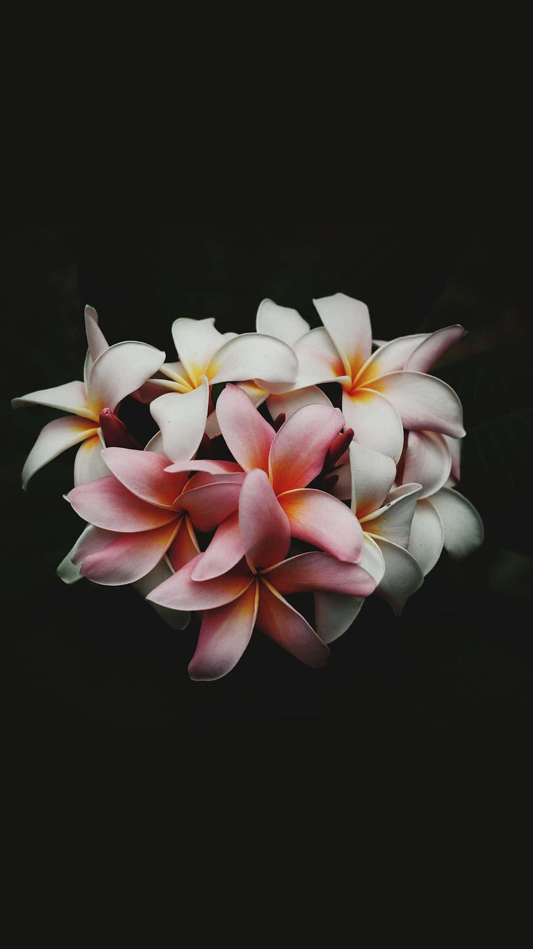  壁紙 — 一簇粉紅色和白色的雞蛋花，帶有黃色花心，在深黑色背景上柔和地綻放。