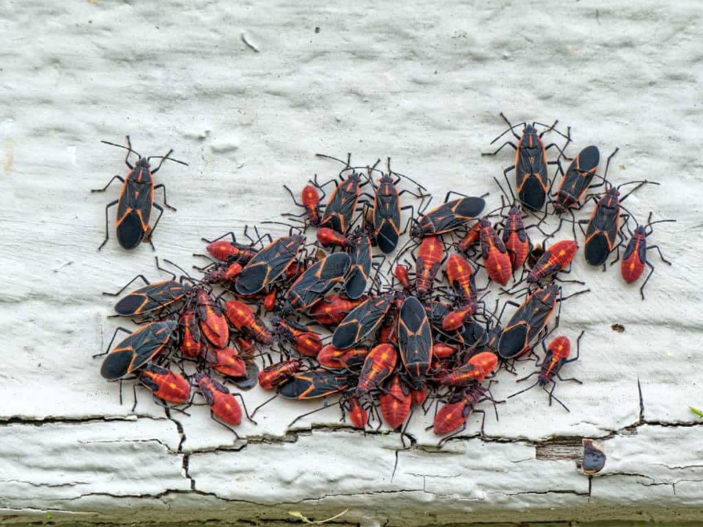  壁紙 — 一群紅色和黑色的昆蟲在風化的白色木板上爬行。