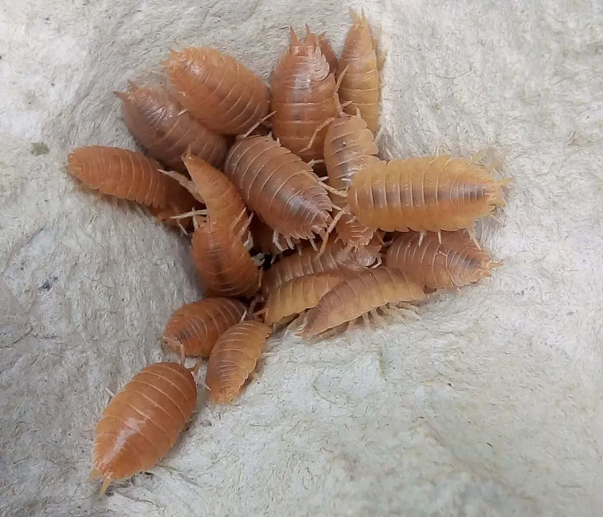  壁紙 — 一群細小褐色等足類動物，身體分節，多足，棲息在帶有紋理的米白色表面上。