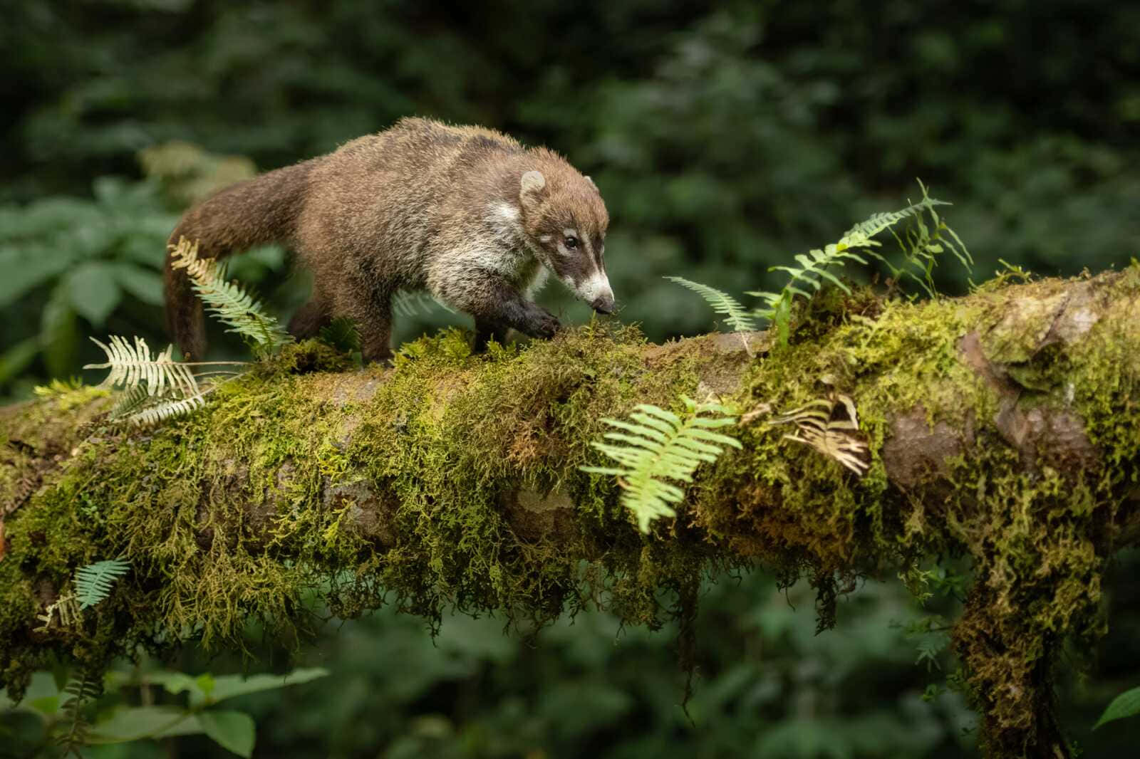 Coati 桌布 壁紙 — 一隻長鼻浣熊小心翼翼地沿著長滿苔蘚的木頭行走，身處一個蕨類植物茂盛的翠綠森林中。
