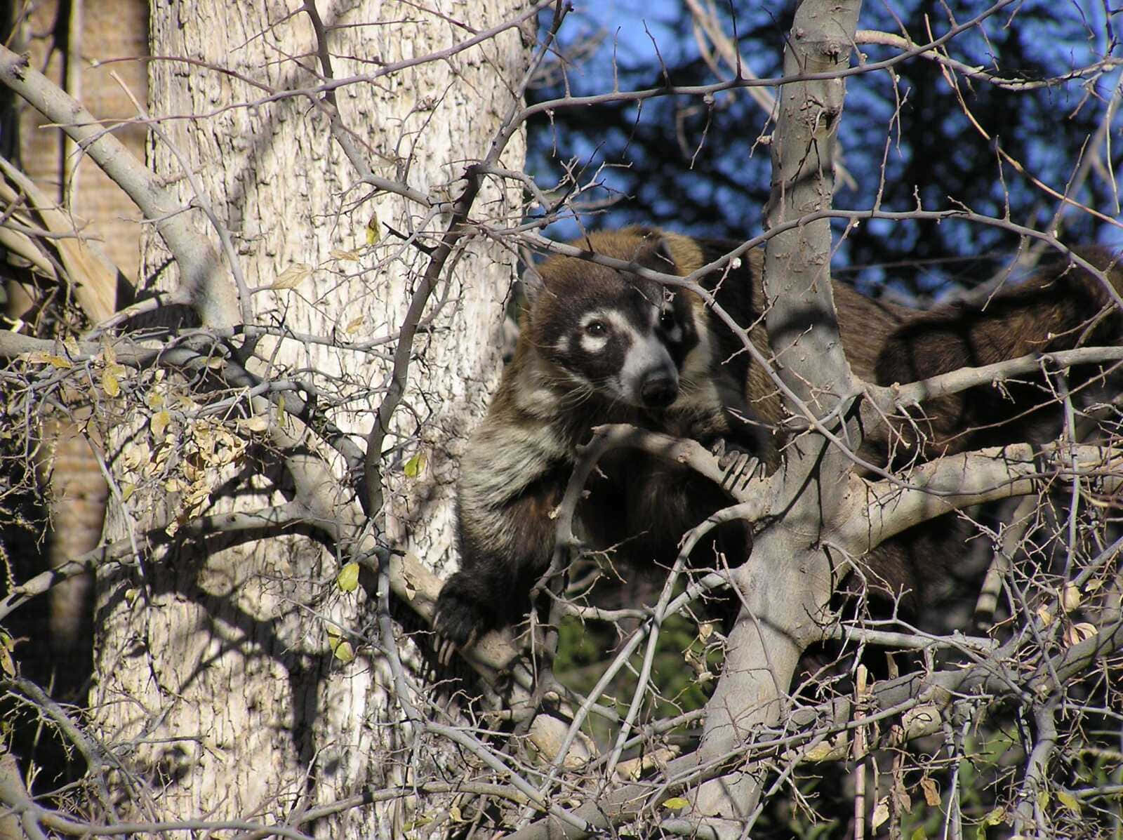 Coati 桌布 壁紙 — 一隻長鼻浣熊警覺地棲息在光禿的樹枝間，在明亮的陽光下，牠好奇的臉從纏繞的枝條中探出。