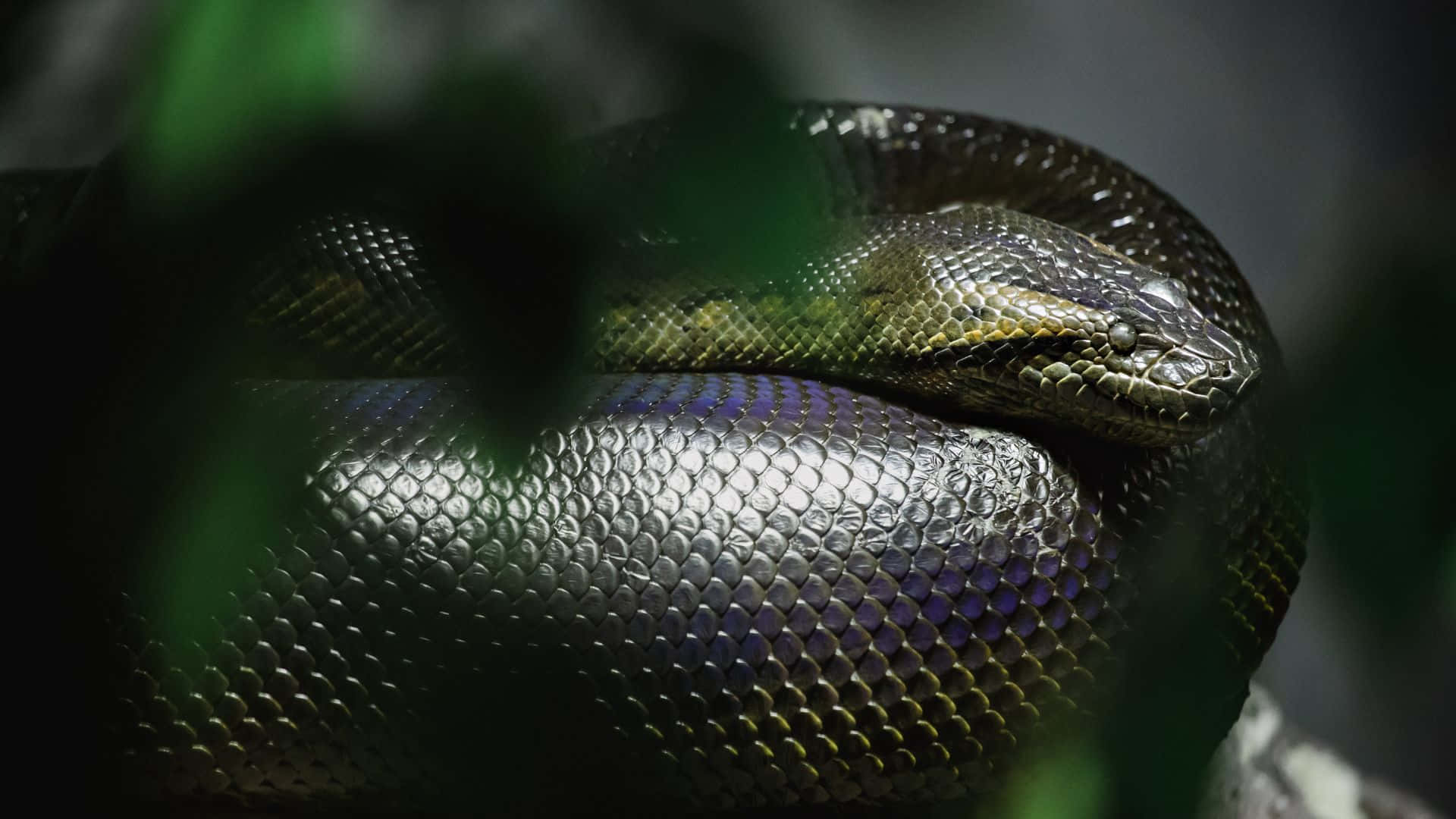 Anaconda 桌布 壁紙 — 一條盤繞的綠色森蚺在暗色樹葉間休息，虹彩鱗片捕捉柔和光線。